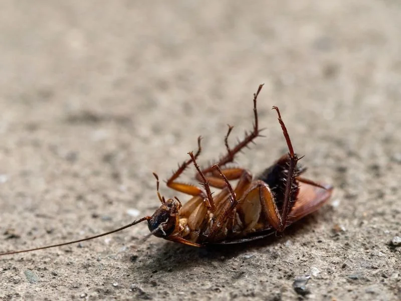 A cricket is on its back on a dirt surface, with its legs curled up.