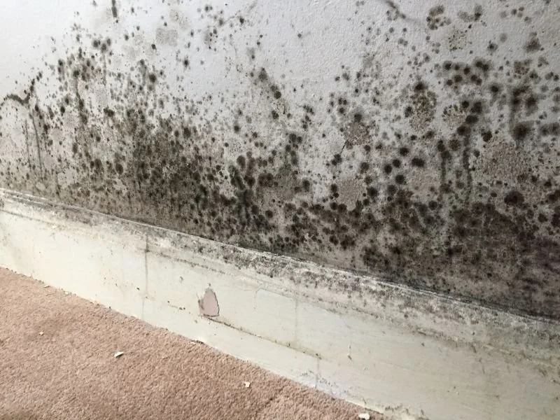 Moldy and stained wall with peeling paint at the baseboard, close-up of interior wall damage.