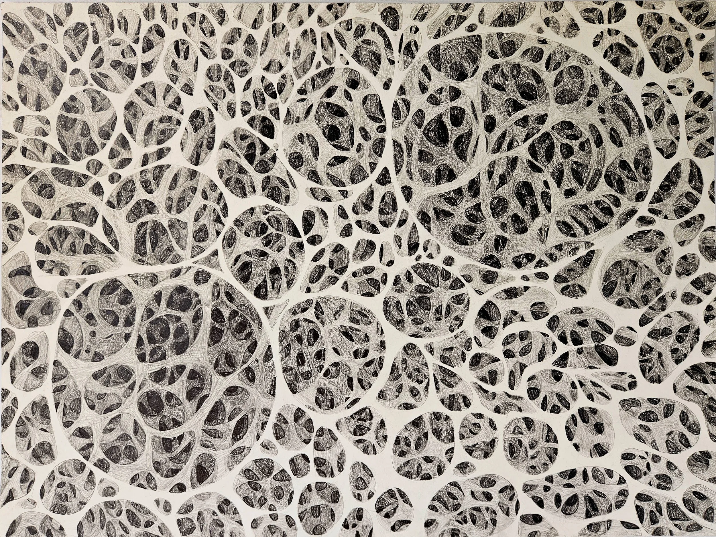 Sara Caoile, Shared Den, 2026, graphite on paper, 18 x 24 in.