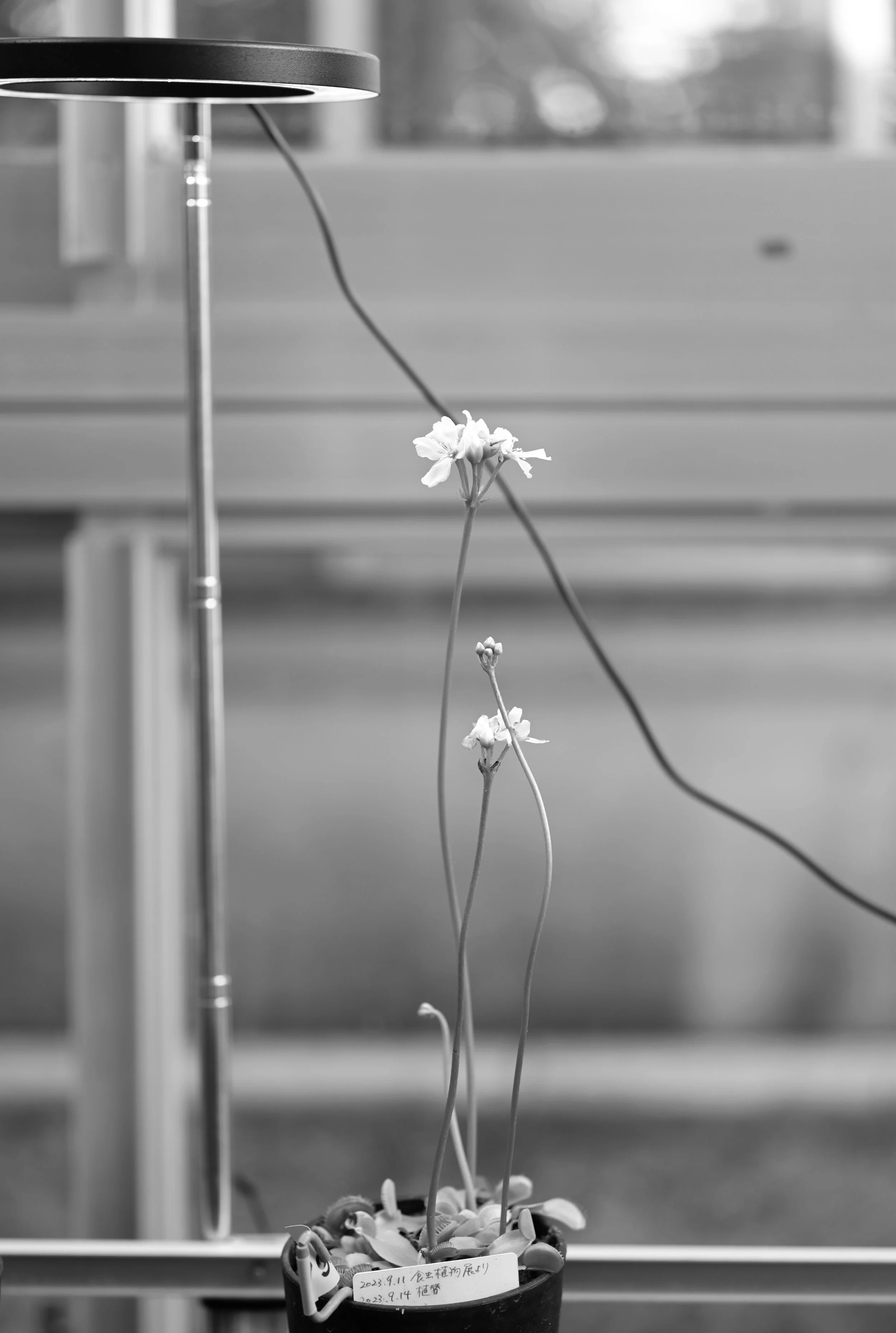 Julia Nagai, Blooming Venus Flytrap, 2026 
Digital Photograph/Silver Halide Laser Print, 5 x 7 in.