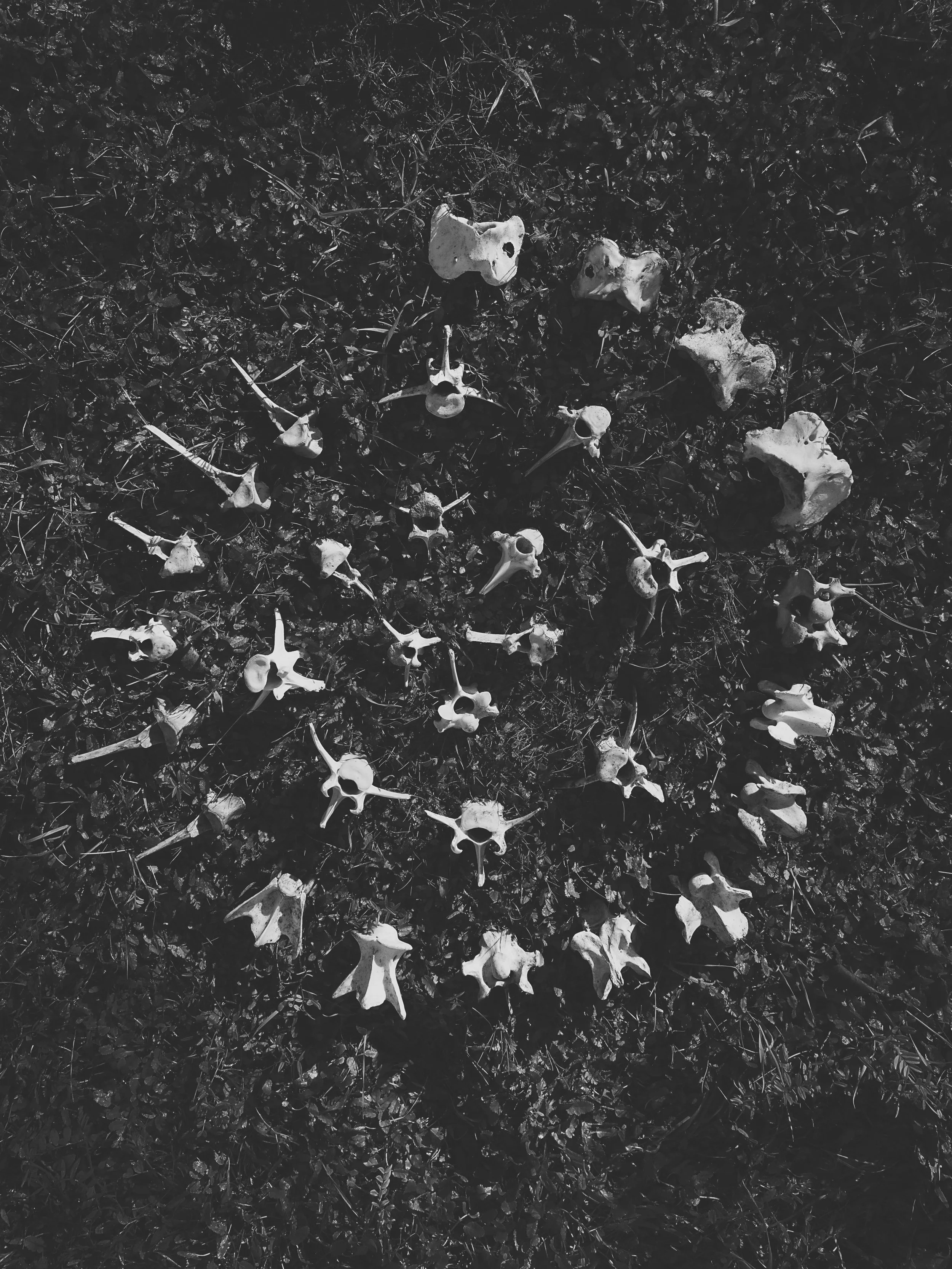Jen Lothrigel, Bone Spiral
2026, Archival Print on Photo Rag Baryta Paper, 12 x 9 in.