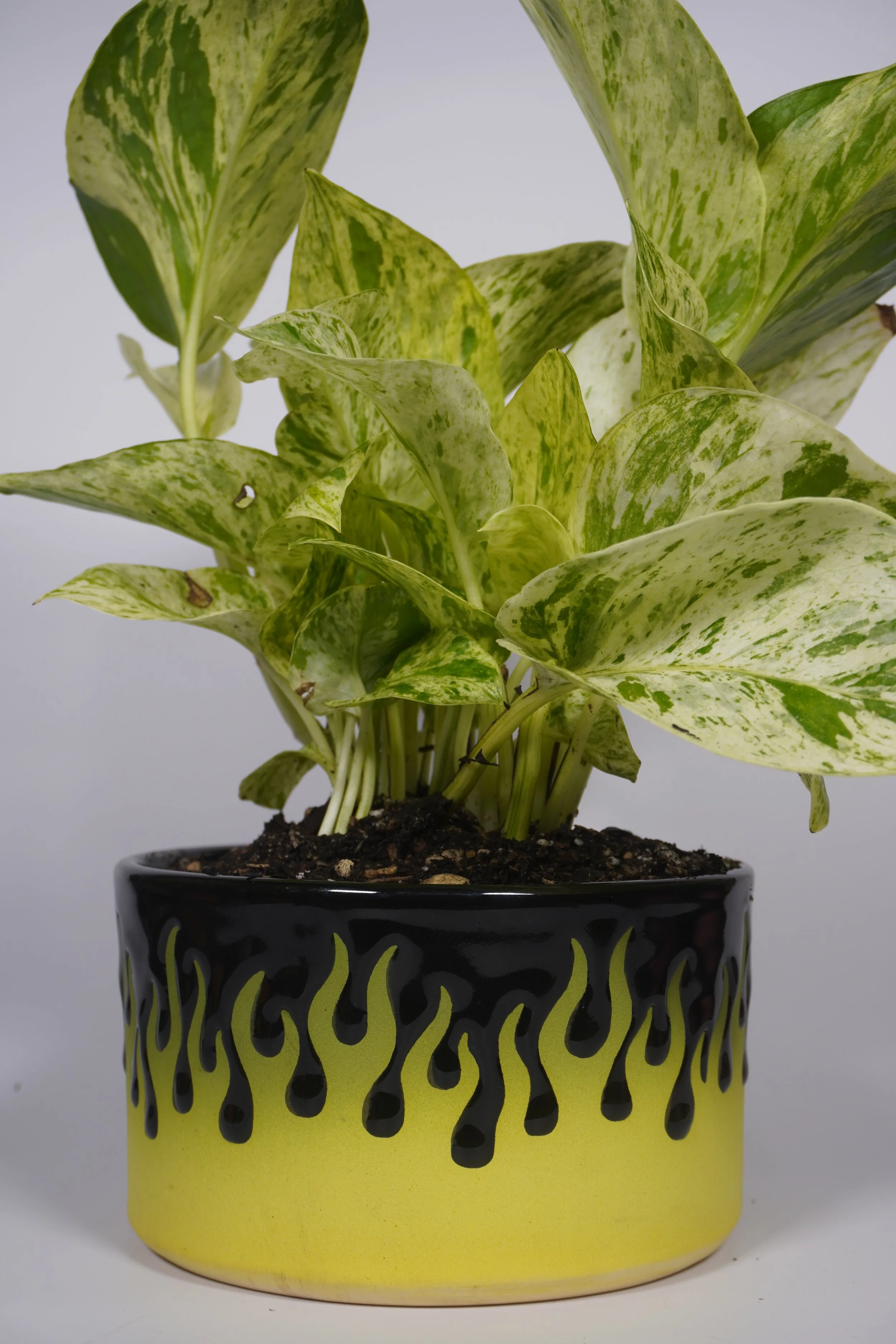 Neon planted with a Marble Queen Pothos