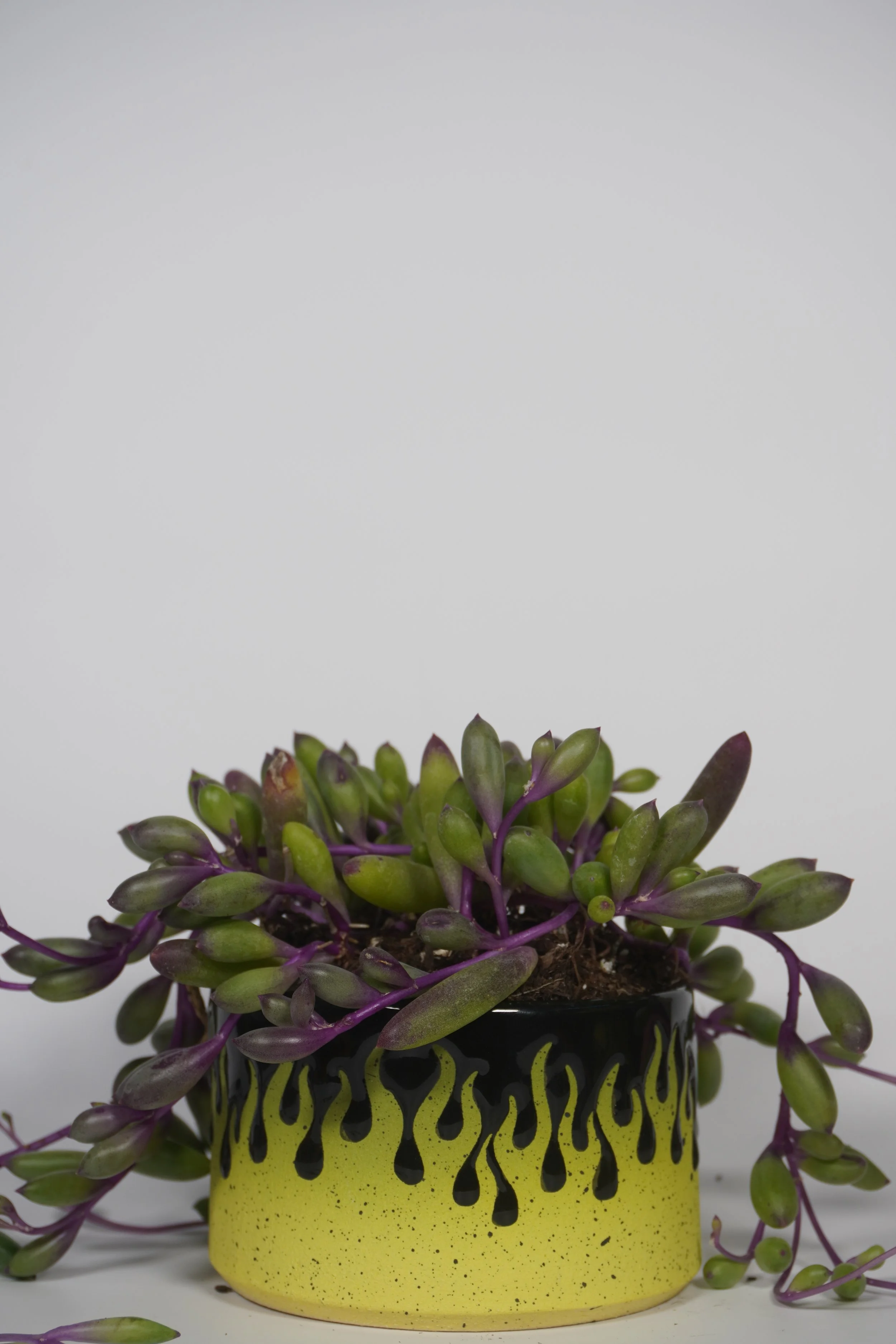 Neon Dalmatian planted with a Ruby Necklace