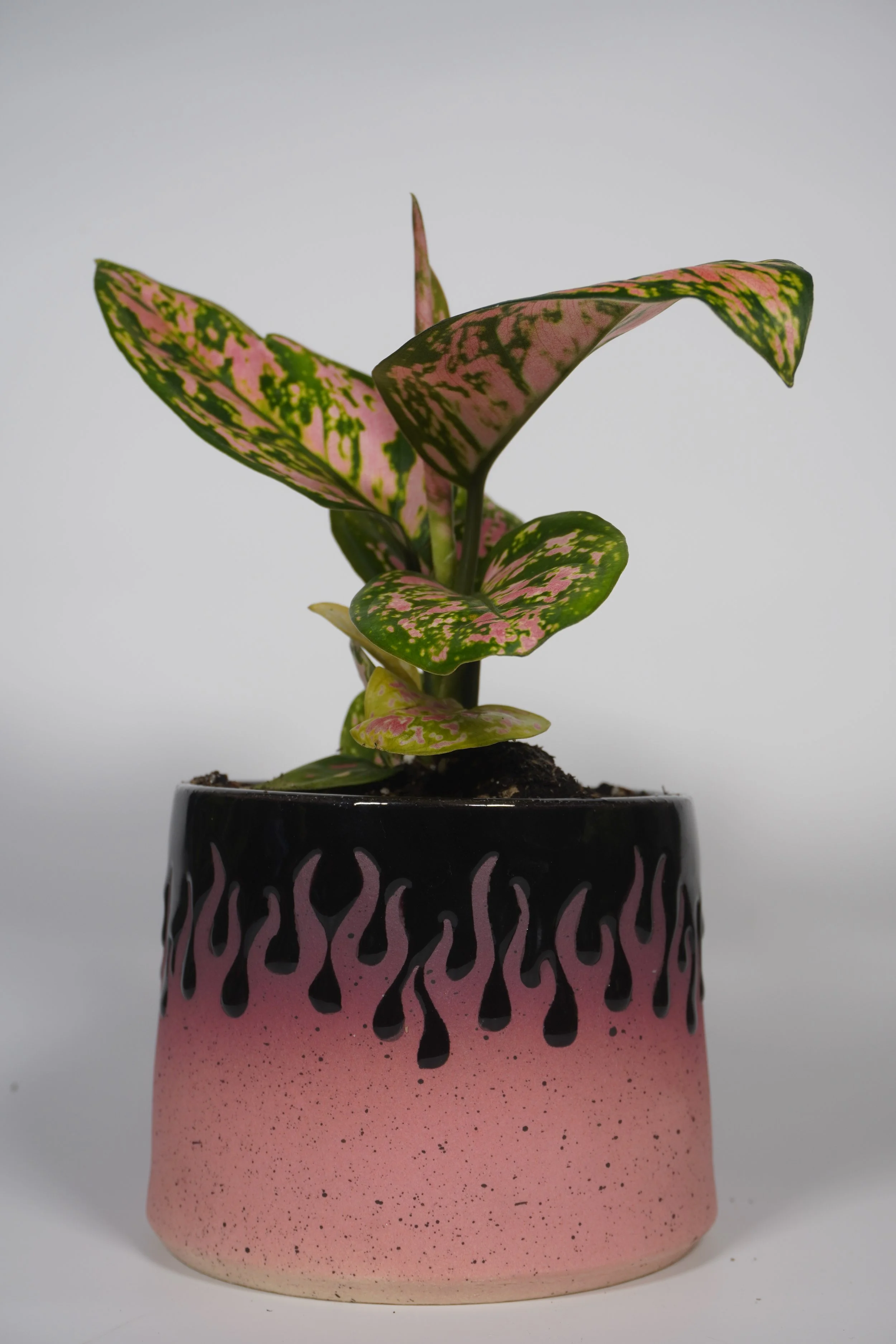 Gum Dalmatian planted with a Lady Valentine Aglaonema