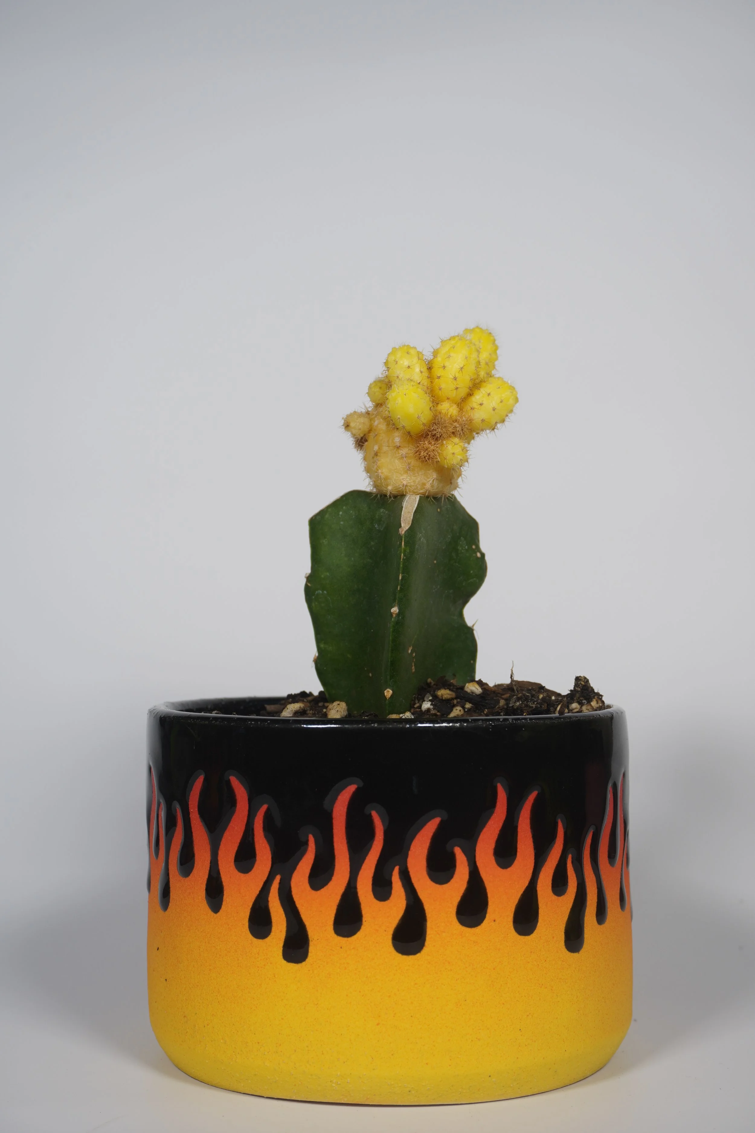 Hot Rod planted with a Moon Cactus