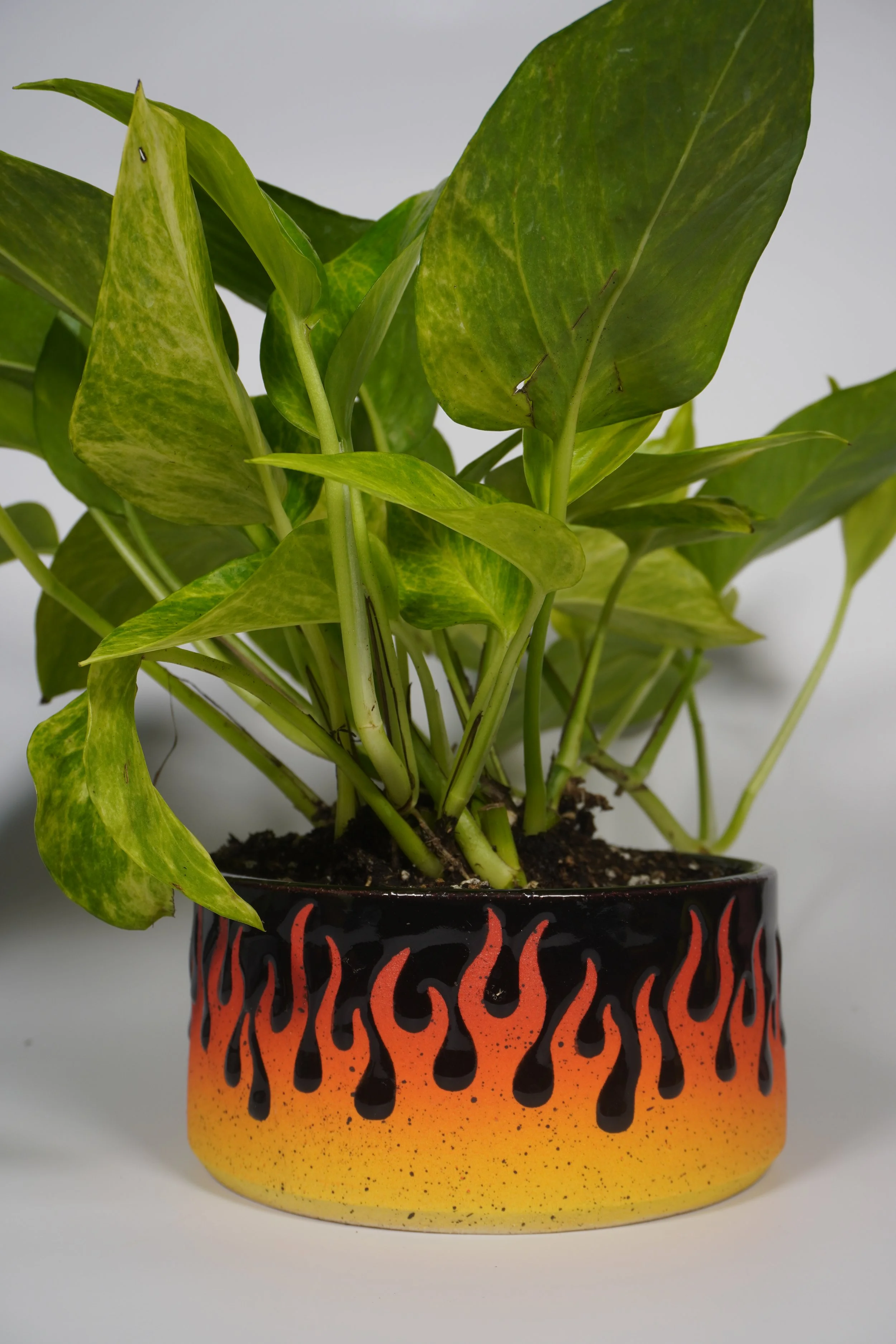 Hot Rod Dalmatian planted with a Golden Pothos