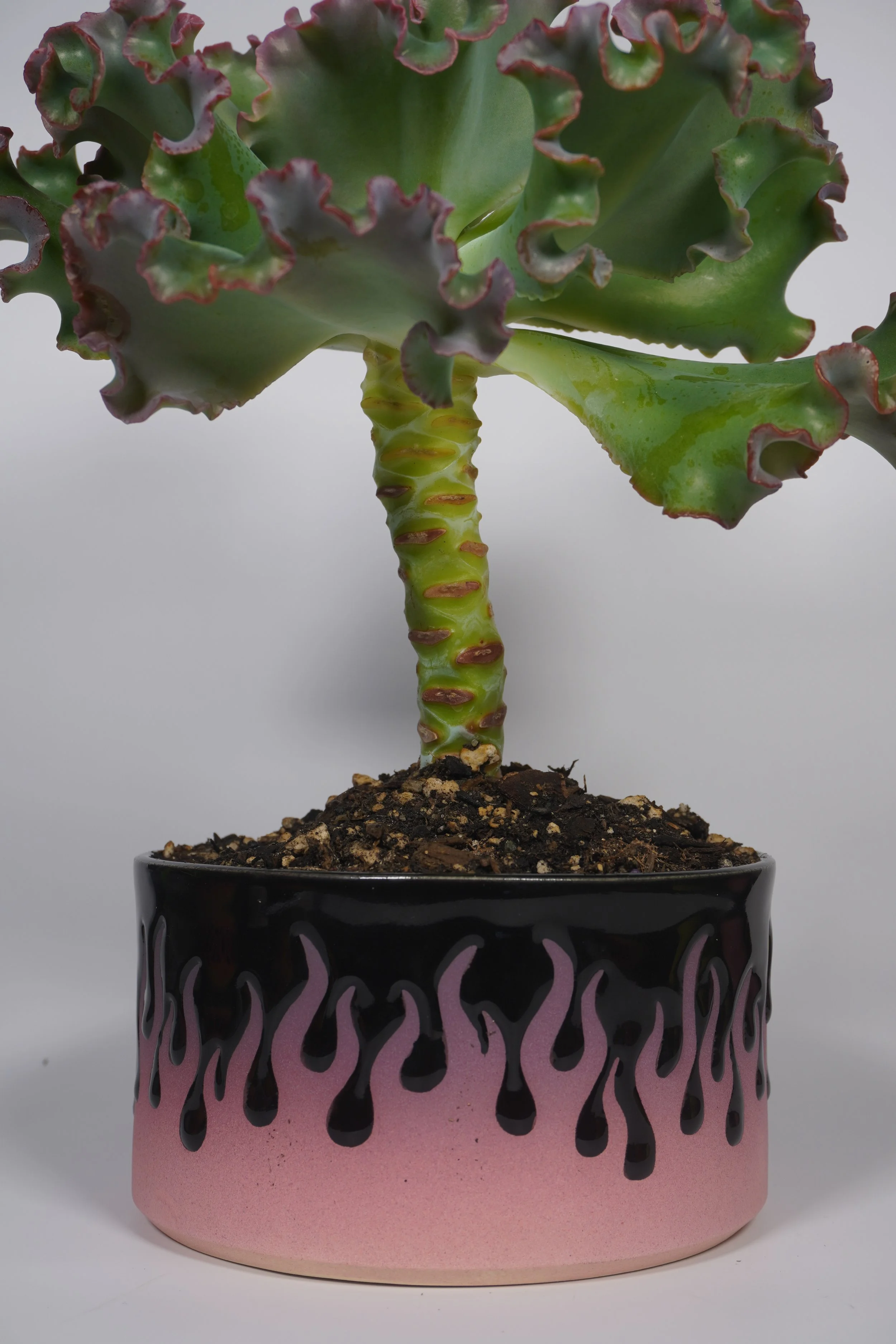 Gum planted with a Ruffled Echeveria