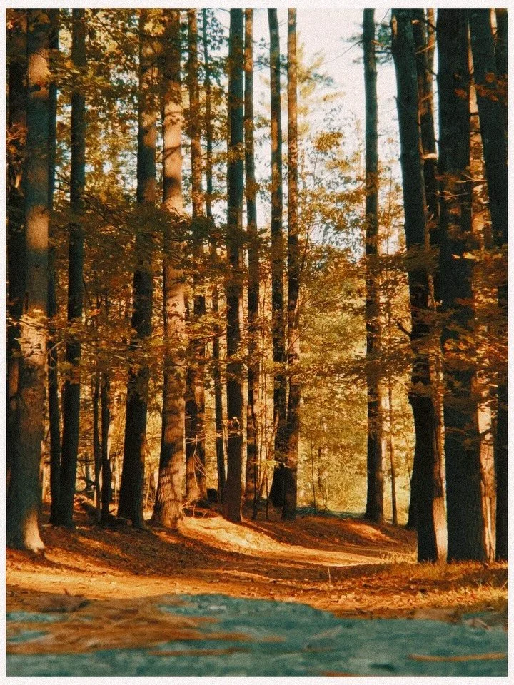 A few snaps from our stay at @thewoodstockchurch &mdash; morning walks with the neighborhood deer like we&rsquo;re locals, stuffed bagels from town (get the pizza one, it&rsquo;s elite), David&rsquo;s first-ever apple picking (he took it very serious