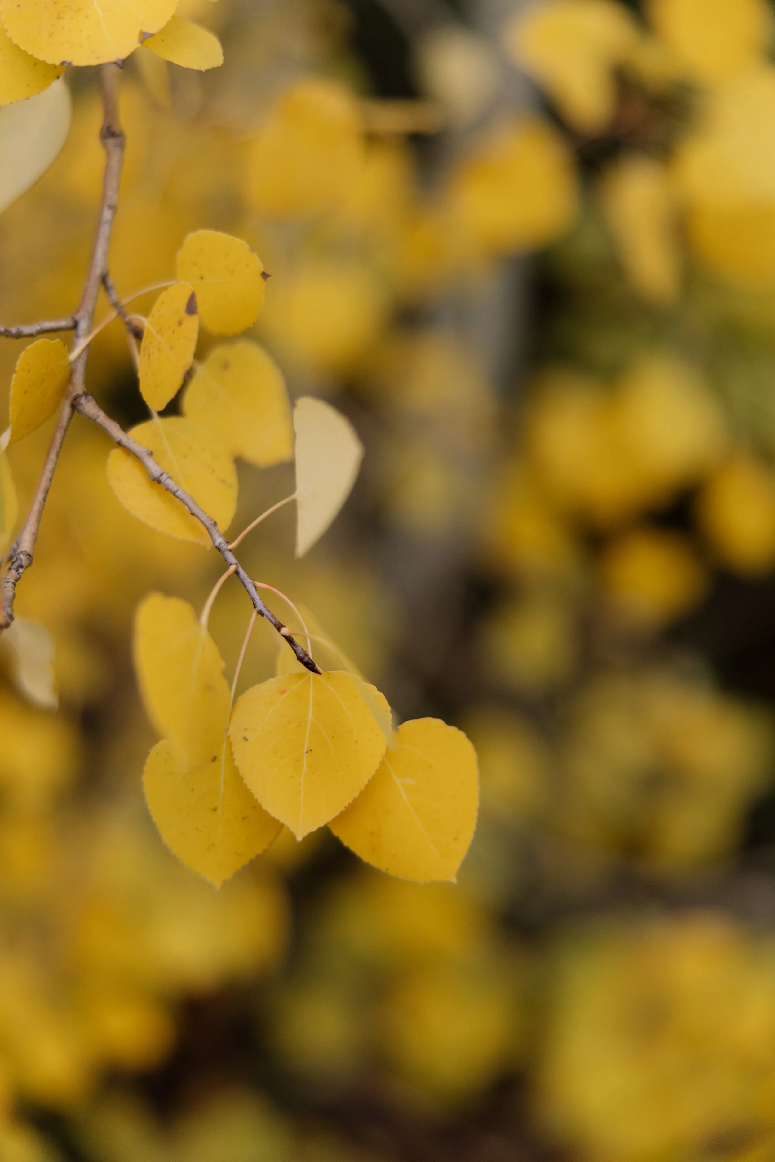 Close-up of yellow autumn leaves on a branch.