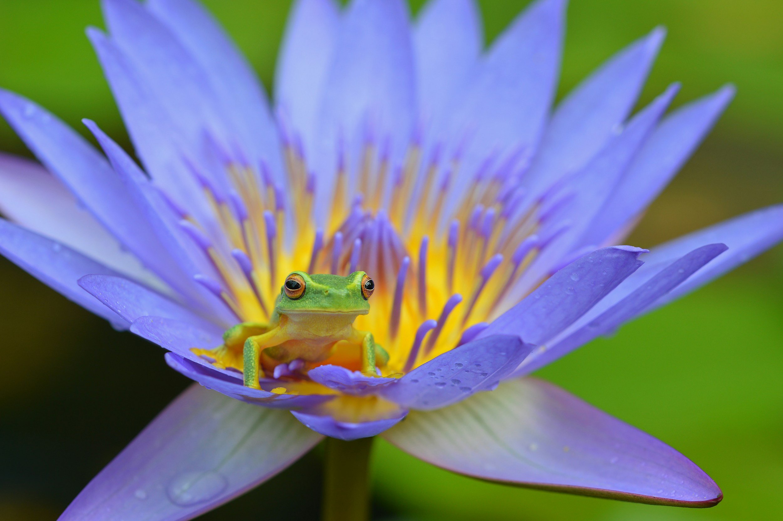 A small green frog with red eyes sitting on a purple and yellow water lily flower.