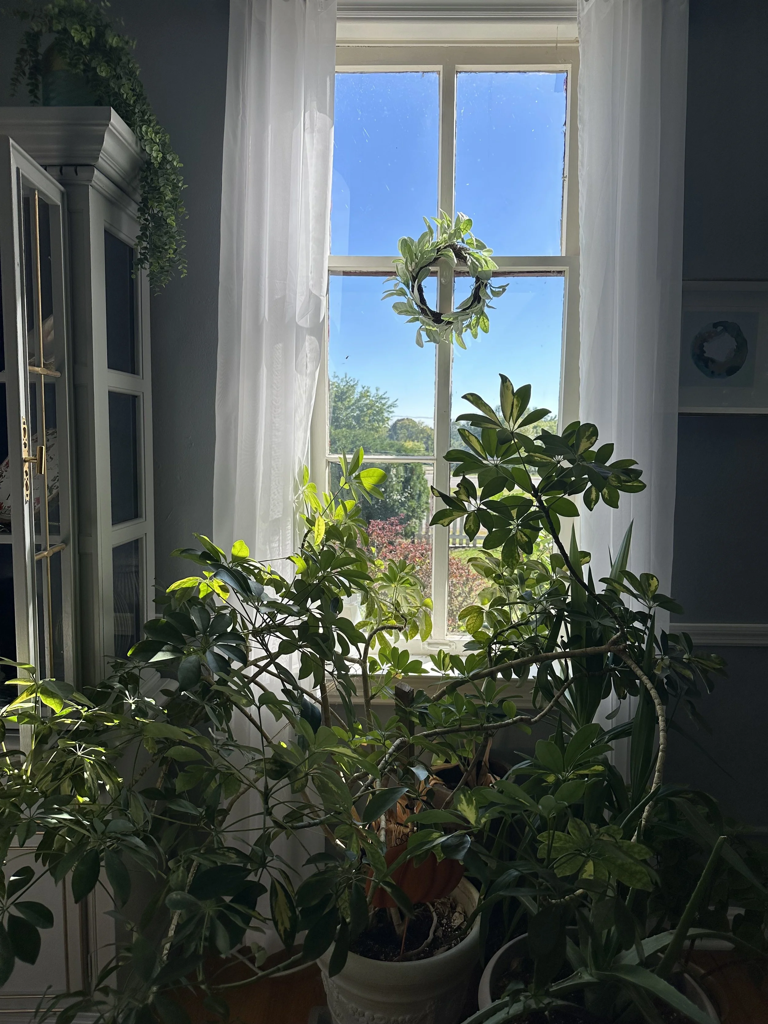 Indoor scene with potted plants in front of a window with white curtains. A small wreath decorates the window. Outside, blue sky and trees are visible.