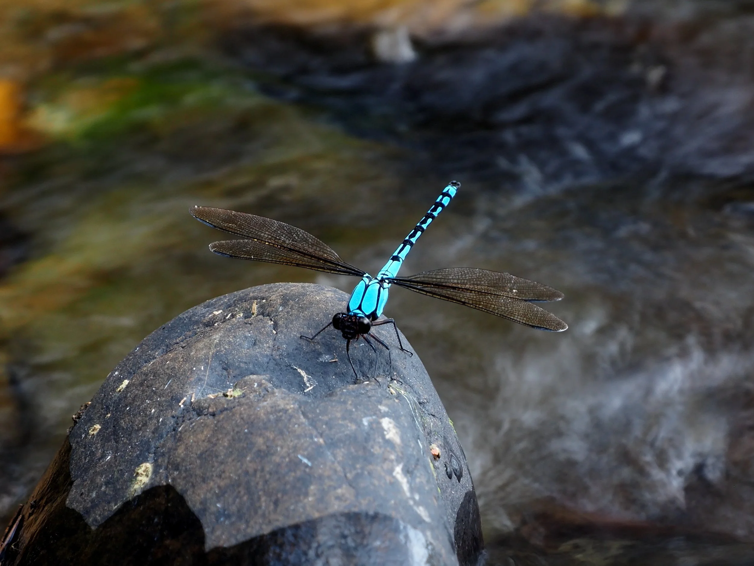 Shoalhaven%20Dragonfly%2011_zpsfevr1yq9.jpg