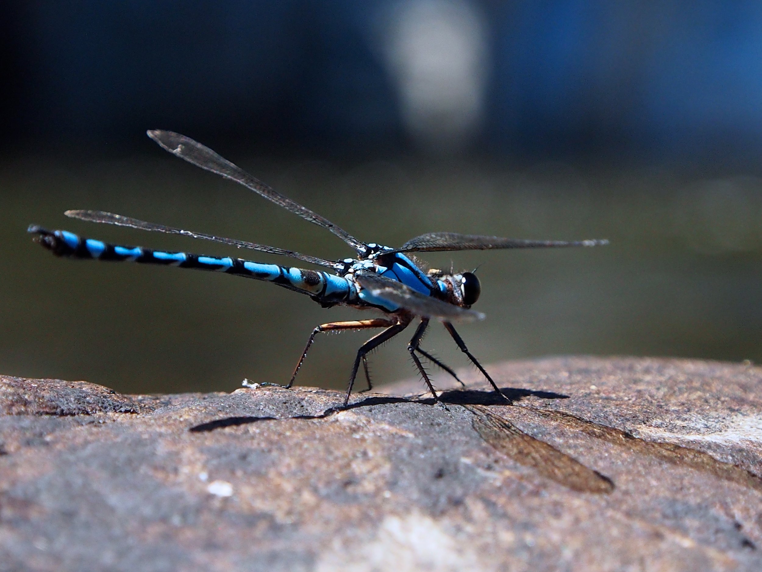 Shoalhaven 20131228 (75).jpg