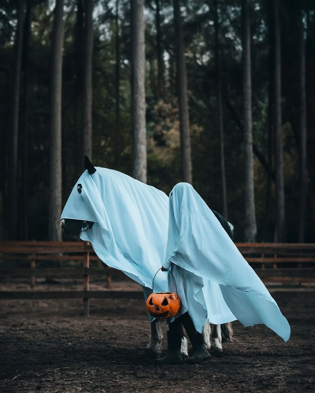 Trick or Treat...
@Foxislandequestrian