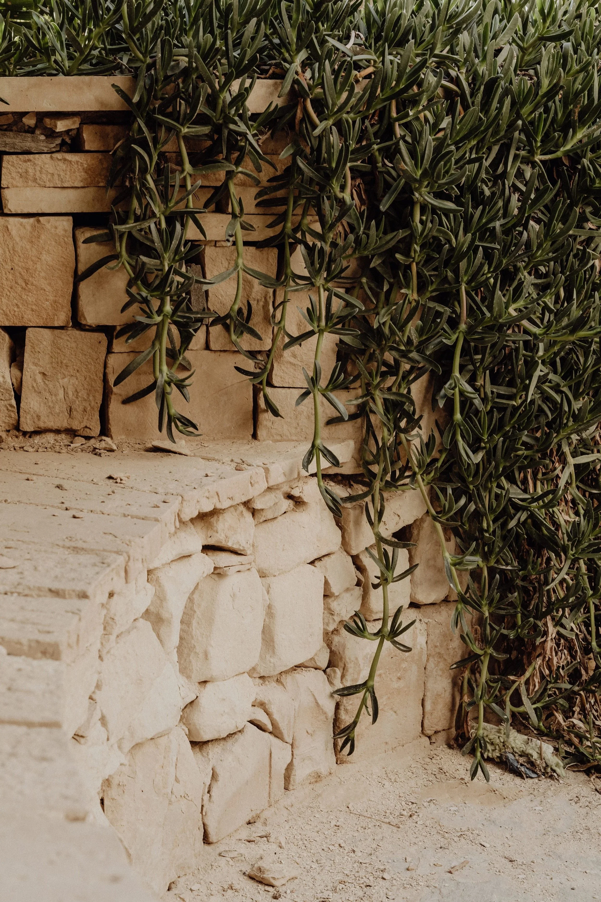 Green trailing succulent plant growing over a stone and brick wall in earthy tones.