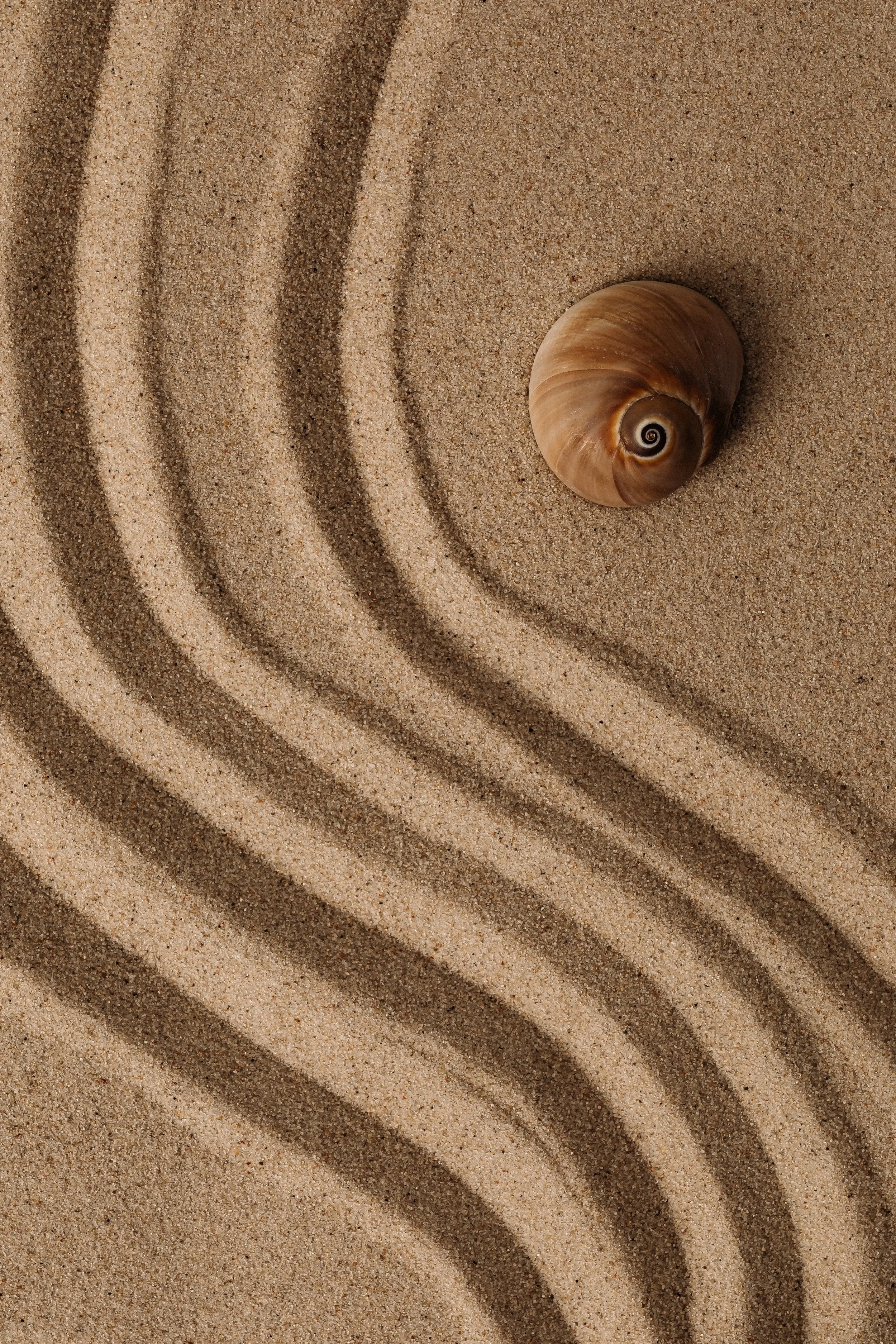 A spiral seashell on sand with concentric curved lines in the sand.