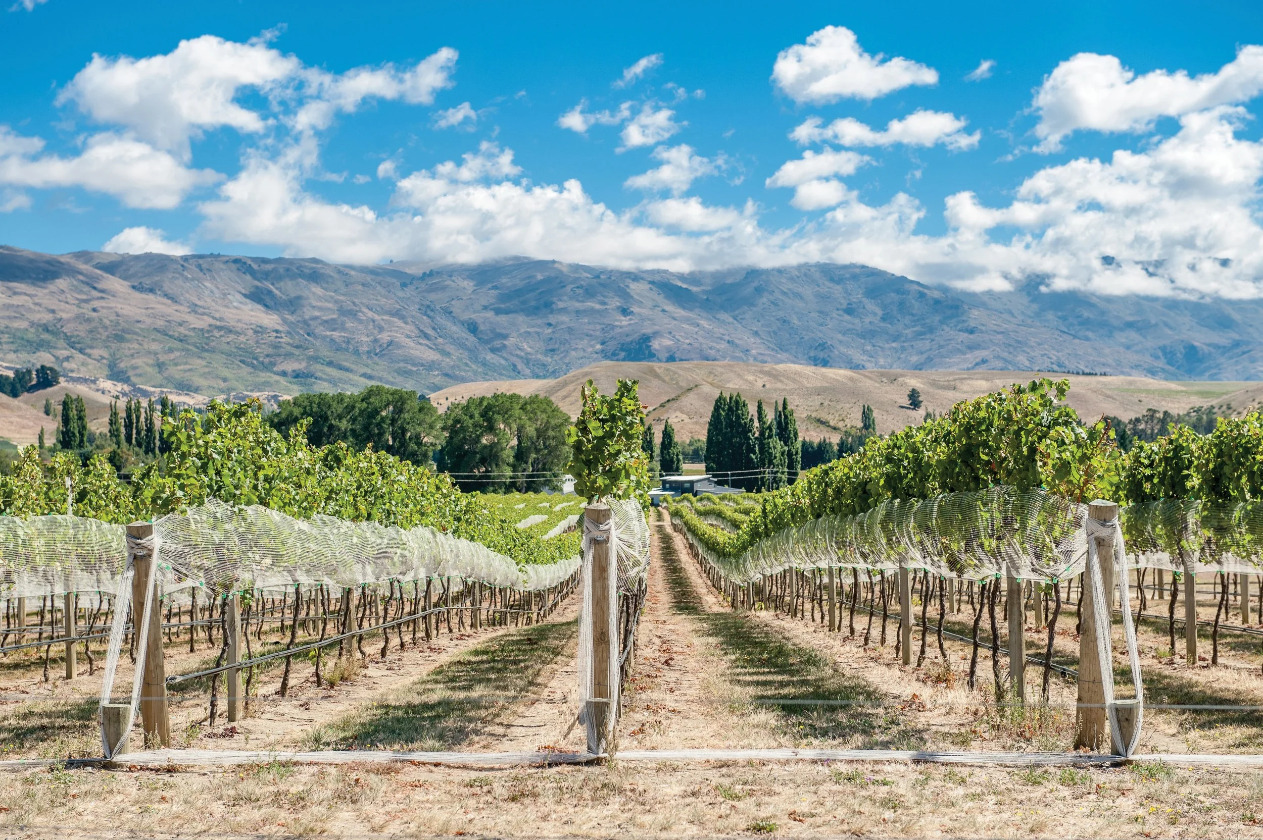 Vineyards AdobeStock_477017223.jpg