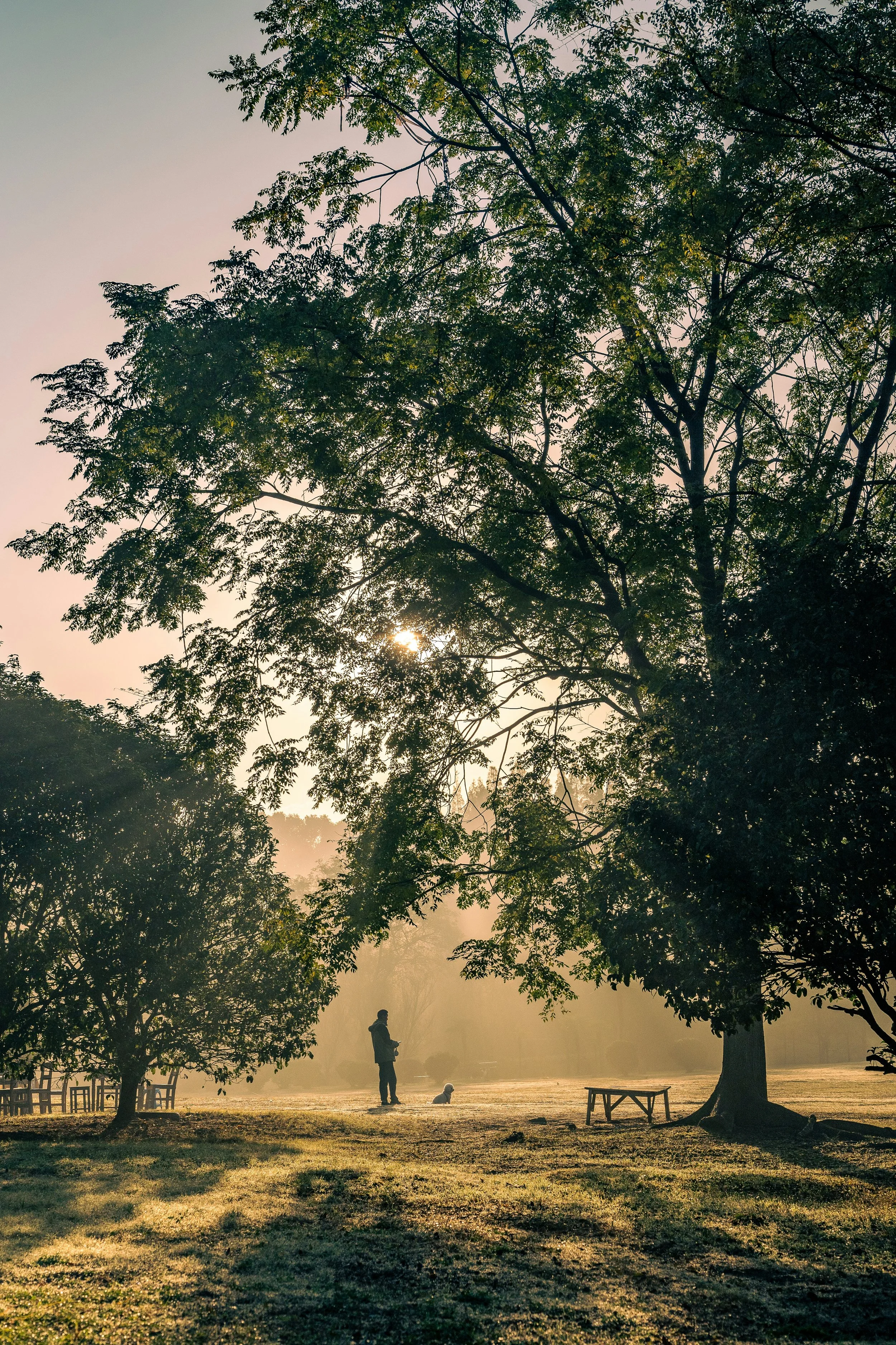 A person and a dog standing on a grassy field under large trees during sunrise or sunset, with sunlight filtering through the leaves.