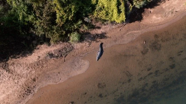 DJI_20250708083126_0006_D Medium.jpeg