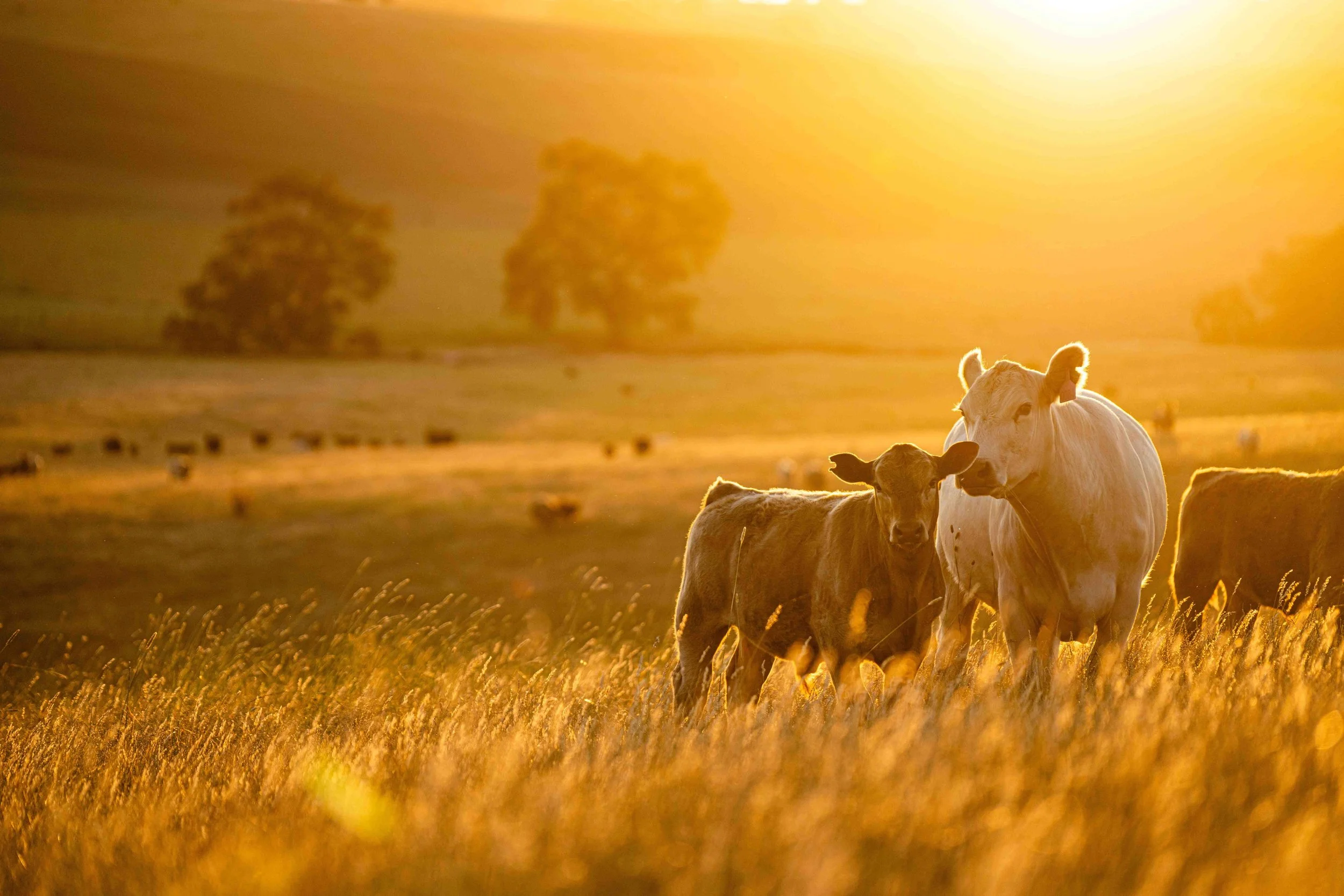 Australasian Space Innovation Institute unveils National Digital Twin for Australian Agriculture as its first major project