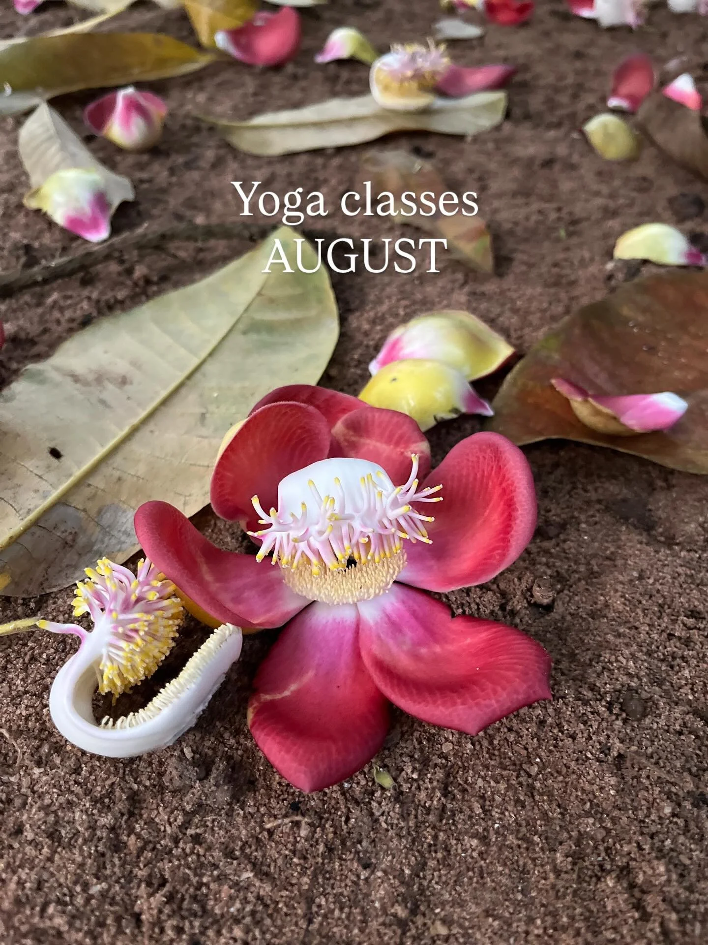 Energizing &amp; restoring Ashtanga Yoga classes in August, while the weather is hot and the body soft. 
This is the best time of the year in this hemisphere. 

Practice in community. Come as you are. Experience is not needed. 

Schedule
06.06. 6:30-