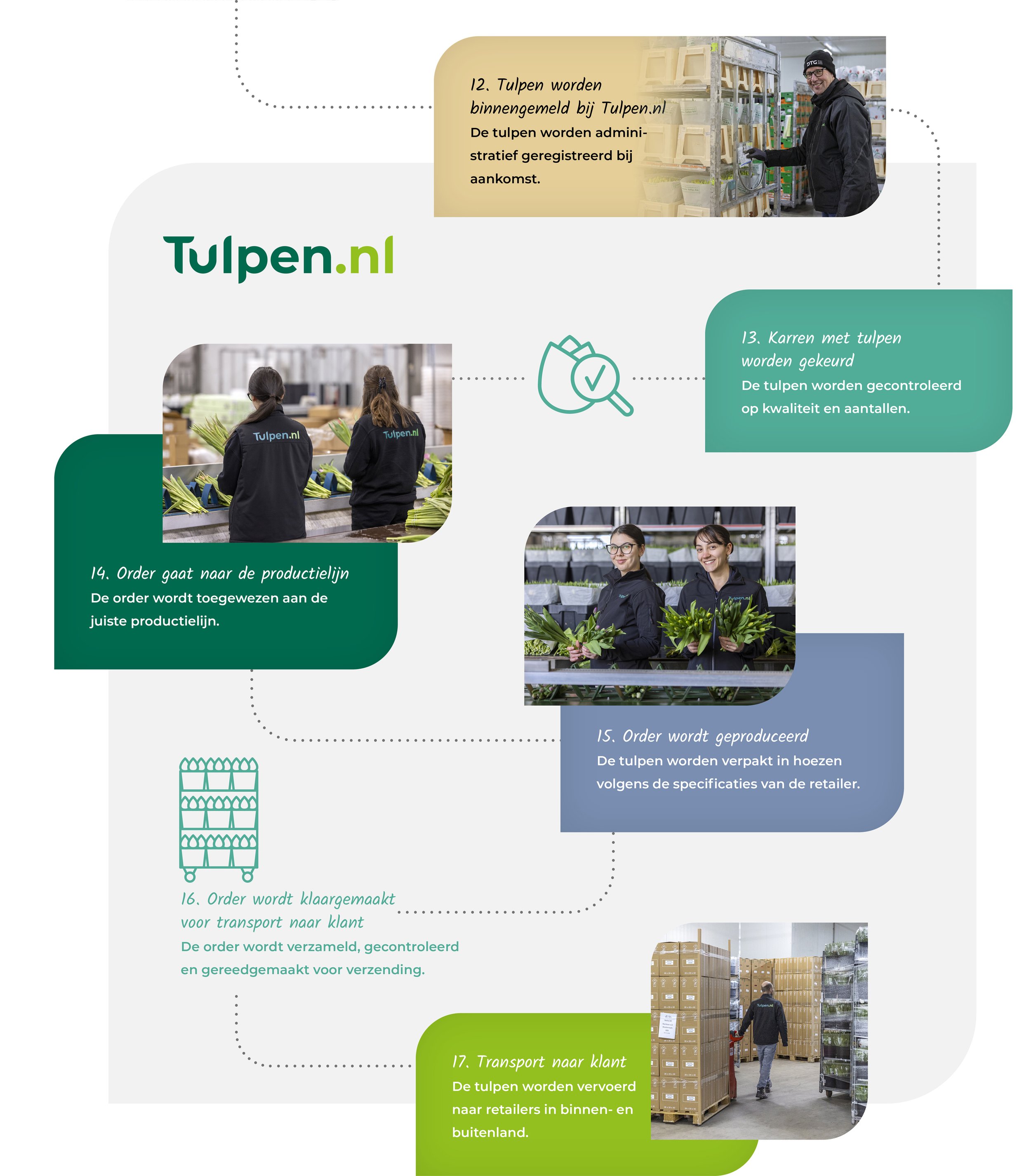 Afbeelding van een overzicht van het proces voor de verwerking van tulpen bij Tulpen.nl, inclusief het melden, controleren, produceren, klaar maken voor verzending en transporteren van tulpen.