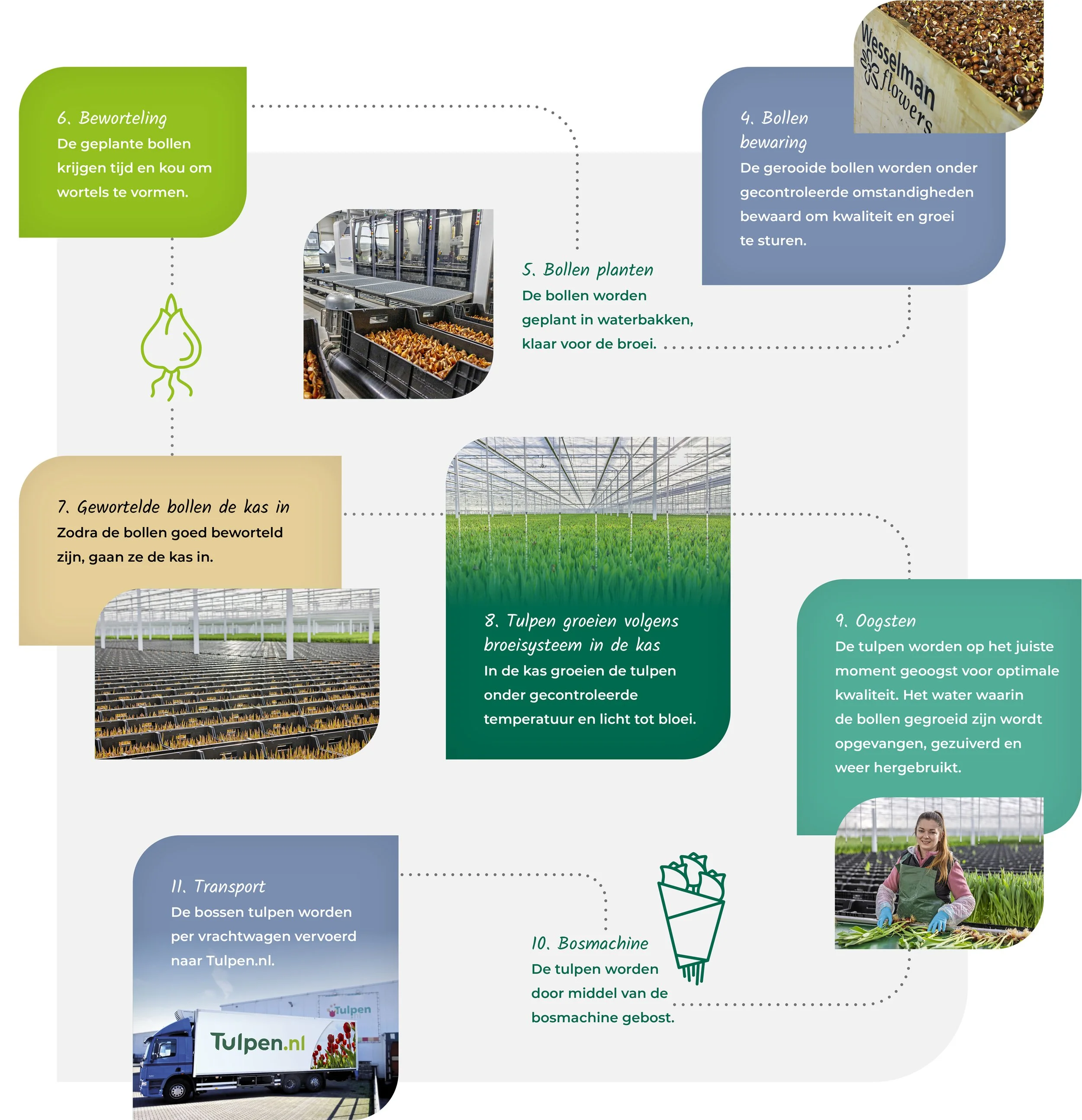 Infographic over de kweek van tulpen, met foto's van bollen in water en in de kas, en een truck met tulpen. Tekst in het Nederlands beschrijft het proces, inclusief het planten, bewassen, groeien, oogsten en transporteren van tulpen.