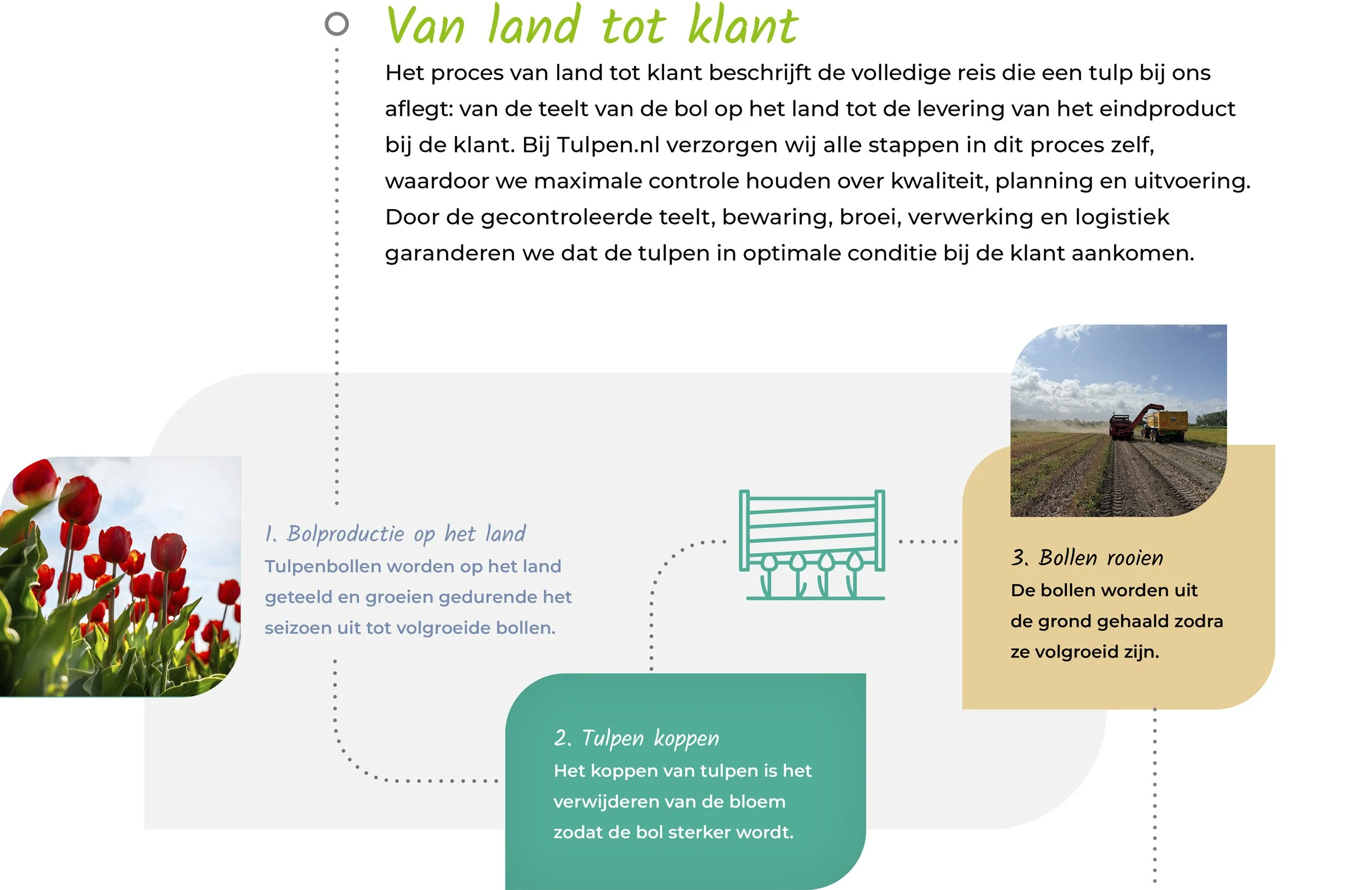 De afbeelding toont een infographic over de teelt en verwerking van tulpen, met enkele foto's van tulpenvelden en een machine die tulpen oogst, en bevat tekst in het Nederlands over het proces van land tot klant.
