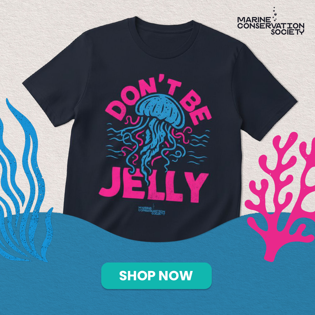 Jellyfish Ads SQUARE.png