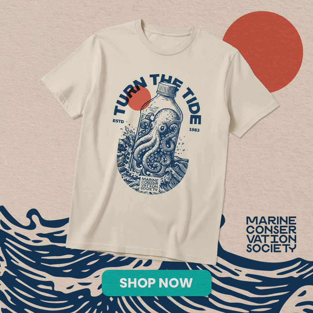 Octopus Ads 2025 SQUARE.png