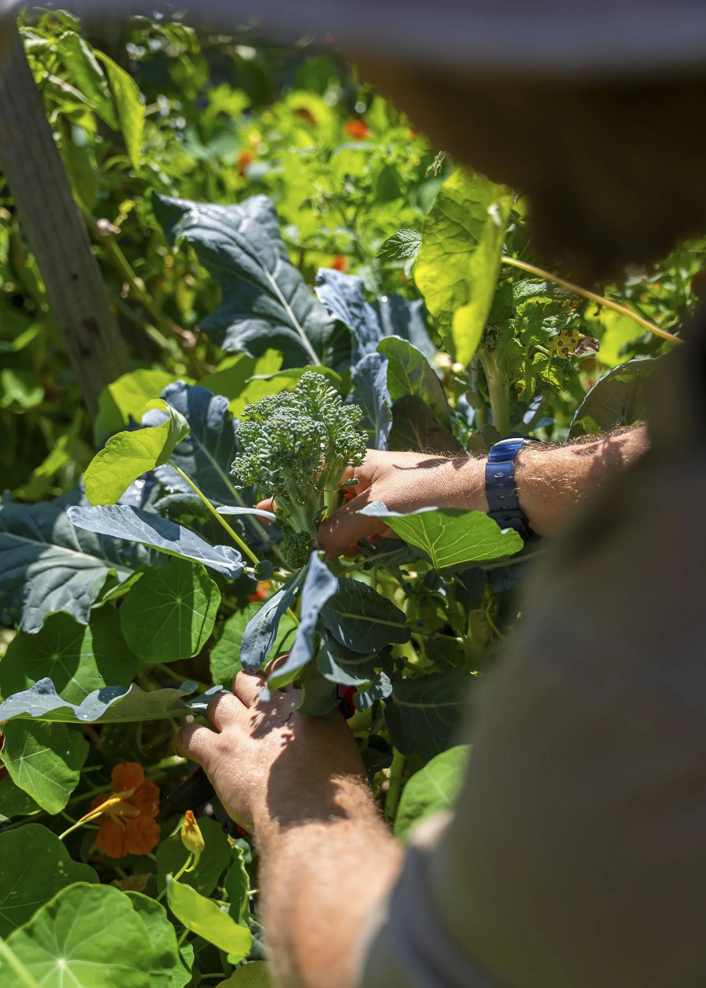 Urban Farm - September 11-76.jpg