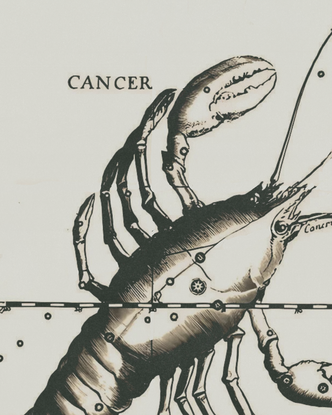 Illustrasjon av en kreps og en hummer med navnemerking og målelinjer, med ordet 'CANCER' øverst.