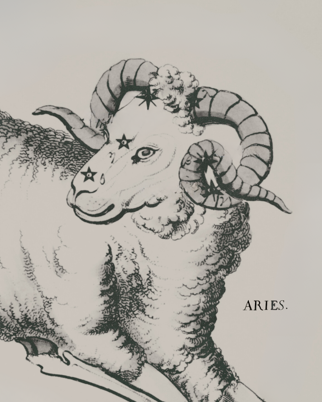 Illustrasjon av et fårekropp med en bjørn sittende på hodet, med store spiralhorn. Bjørnen har sju stjerner på og to av tårene hennes. Teksten 'ARIES' er skrevet til høyre.