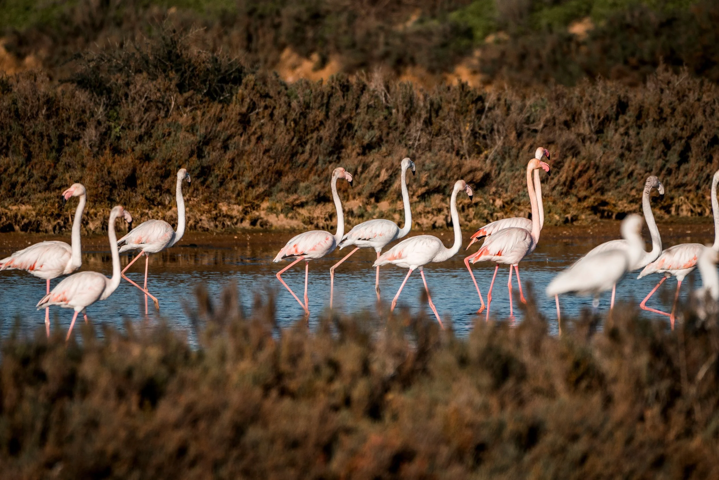Flamingos in Portugal