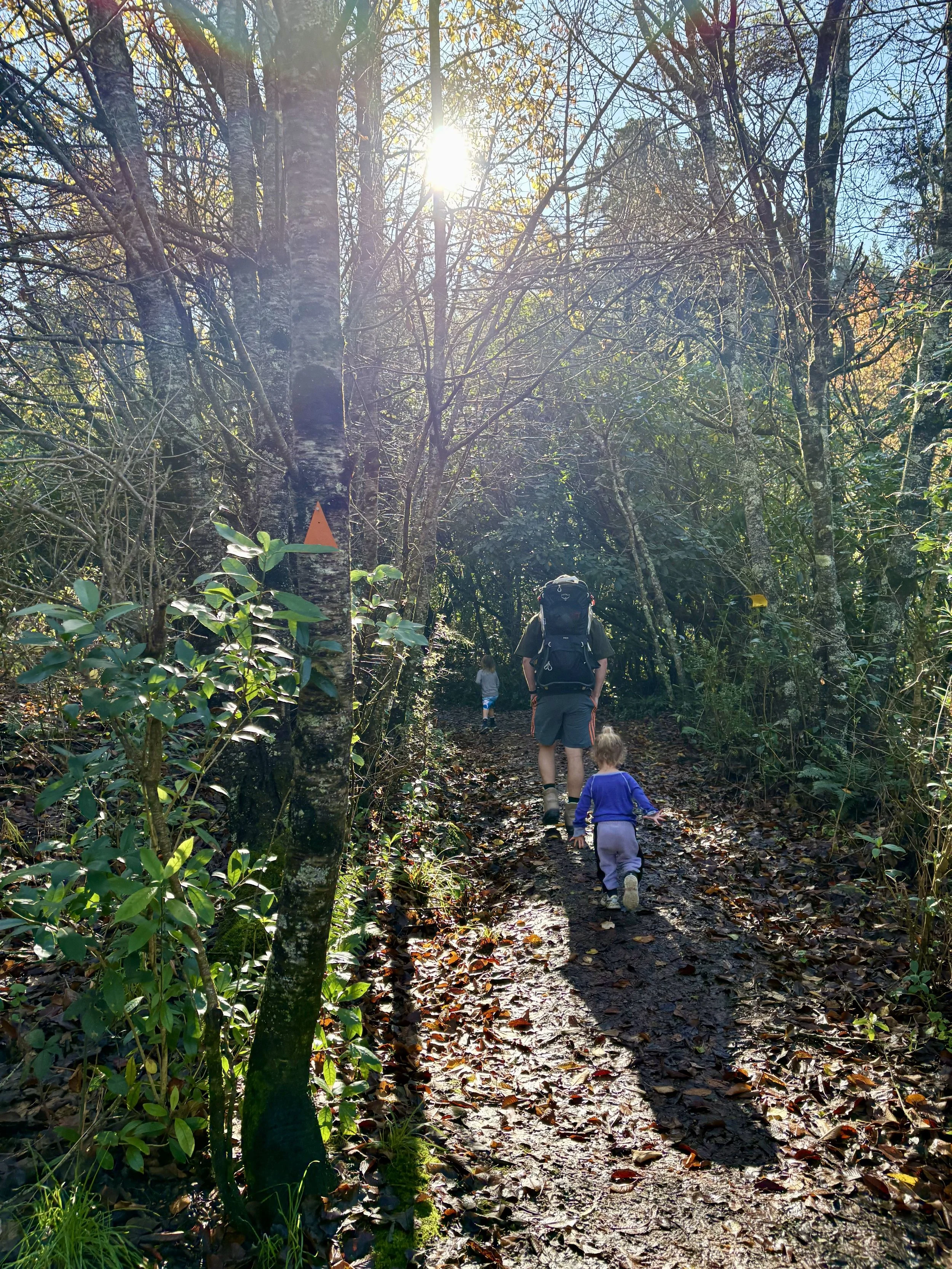 3 Beginner-Friendly Hiking Trails for Kids in Canterbury