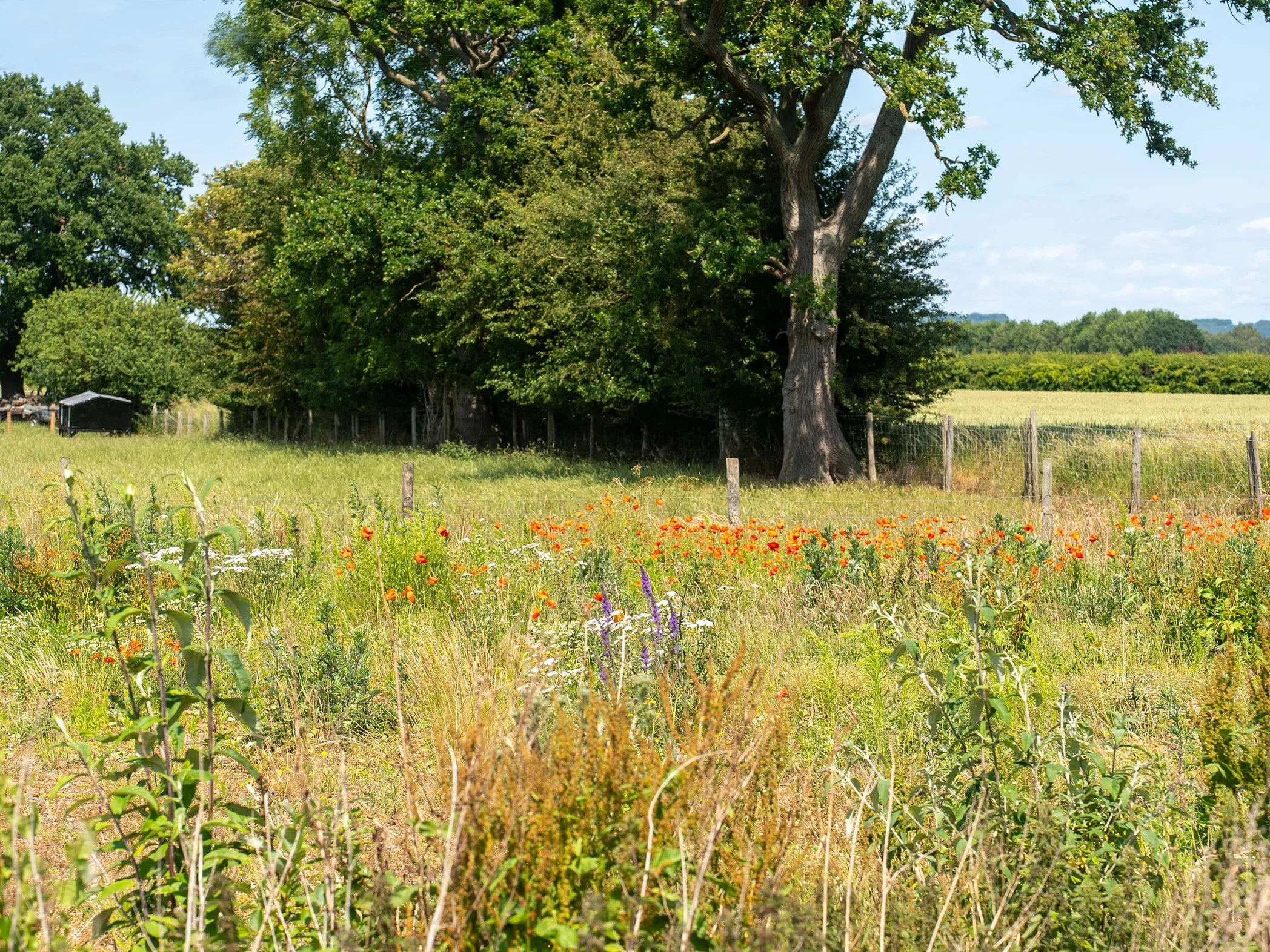 Sustainable wood flooring shot of Yorkshire field