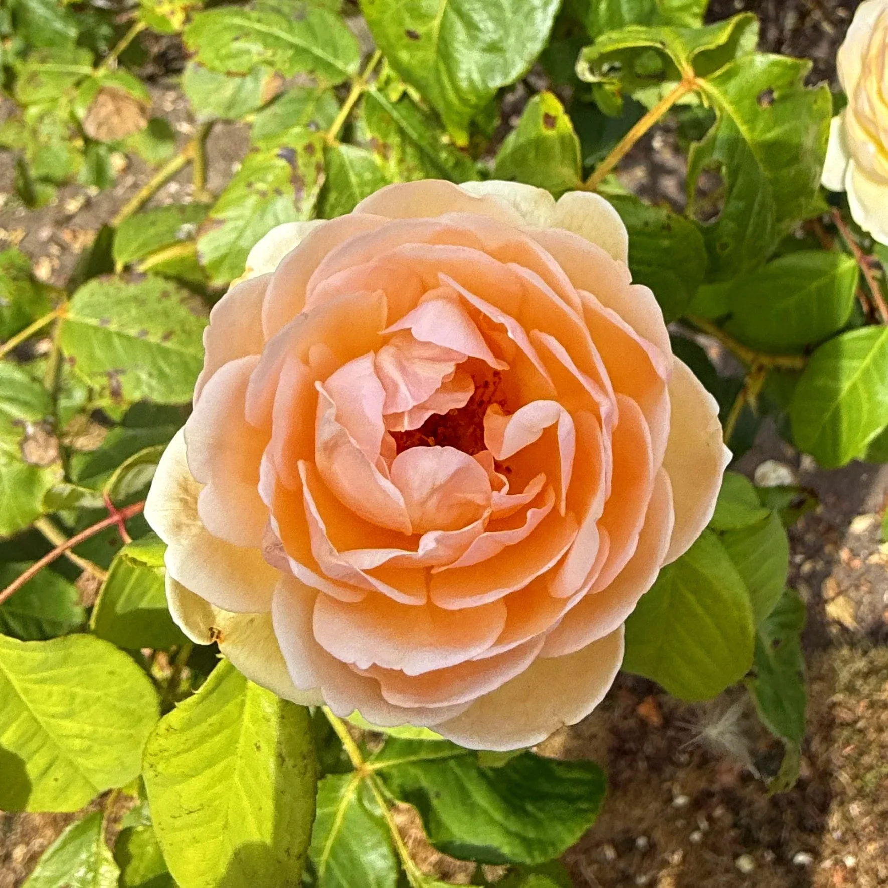 The Quiet Expansion of Gratitude