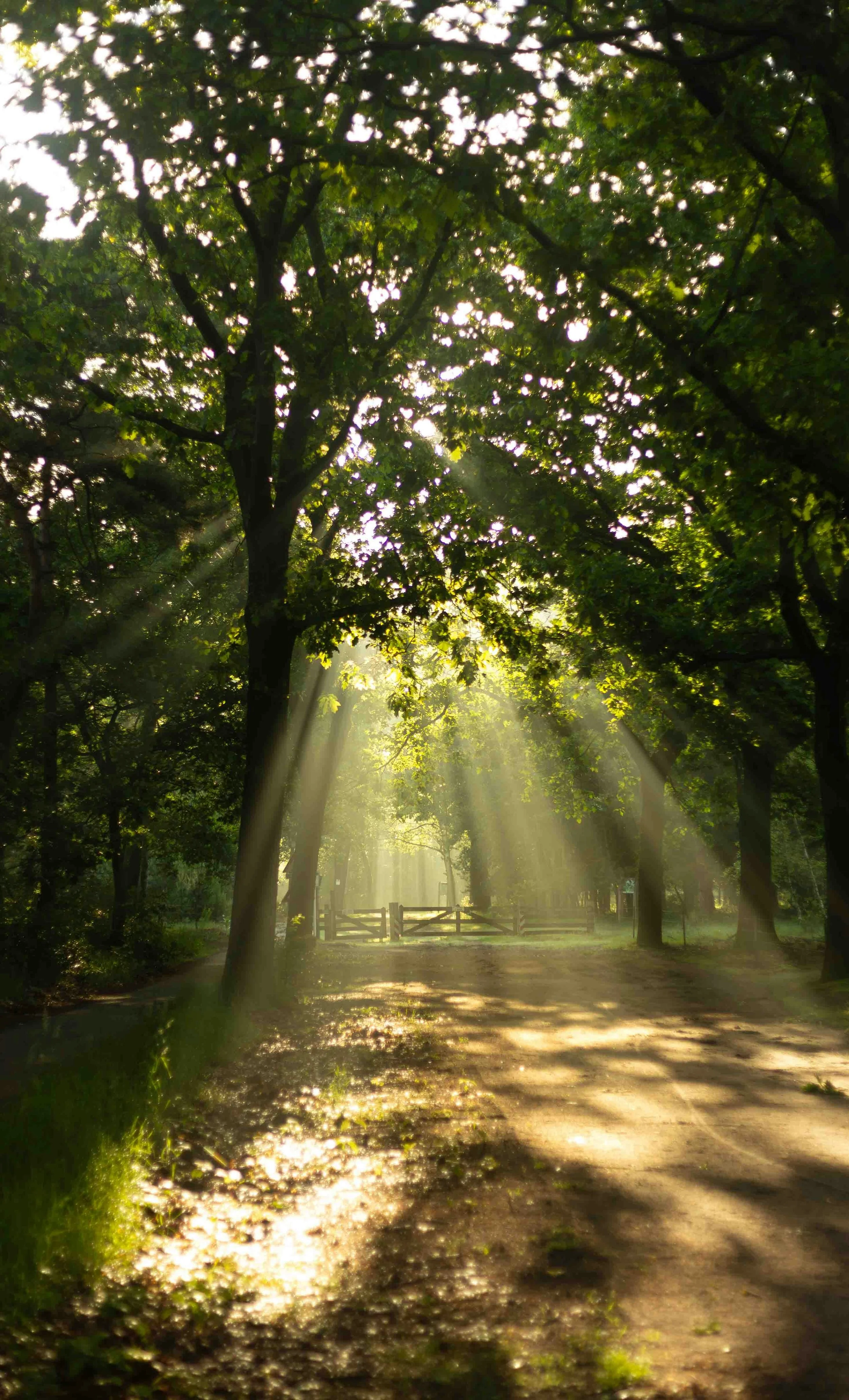 Sunlight streams through the leaves of trees along a dirt path in a park, creating a peaceful, scenic atmosphere.