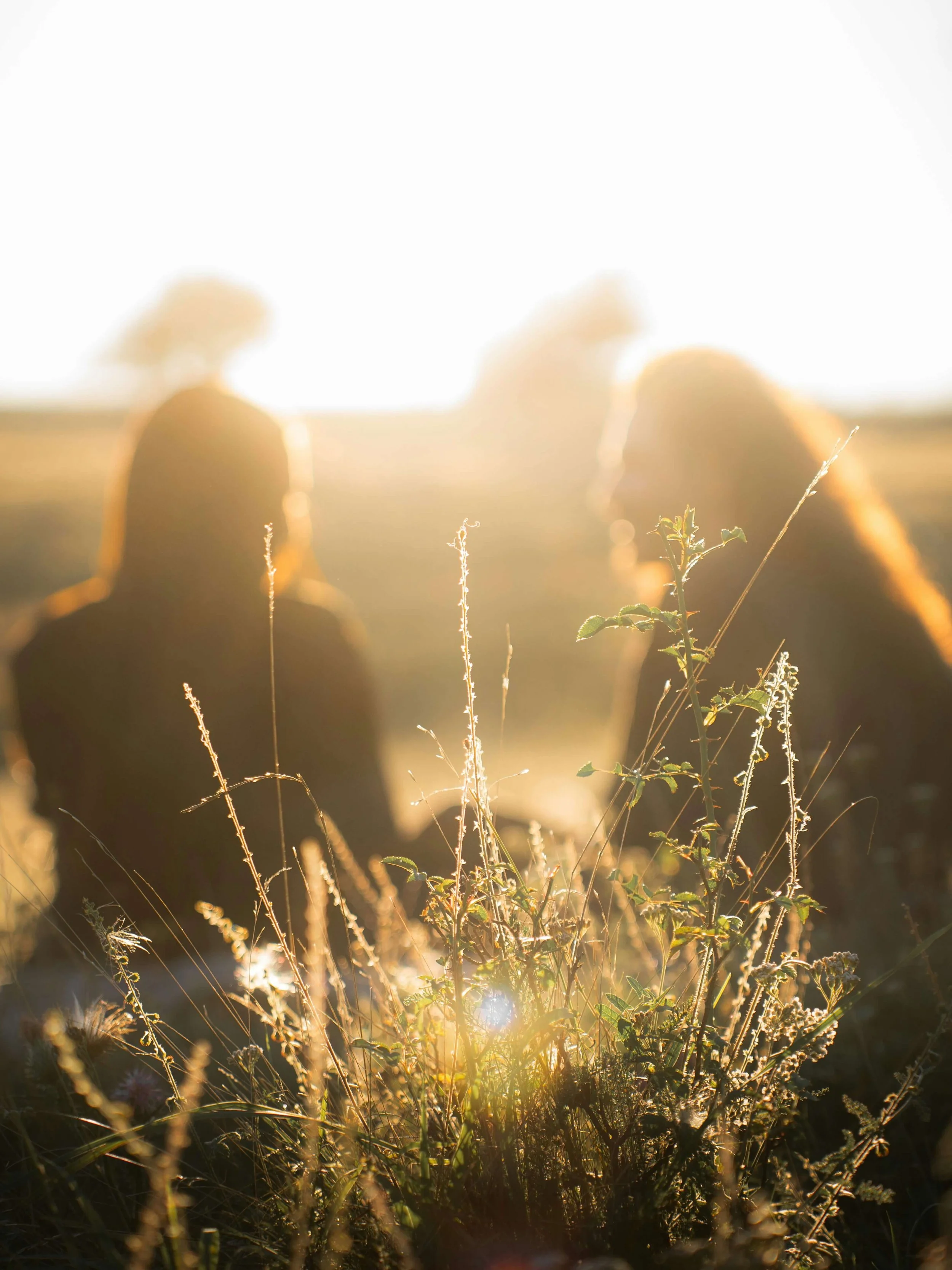 Close-up of wild grass and plants illuminated by sunlight during sunset or sunrise.