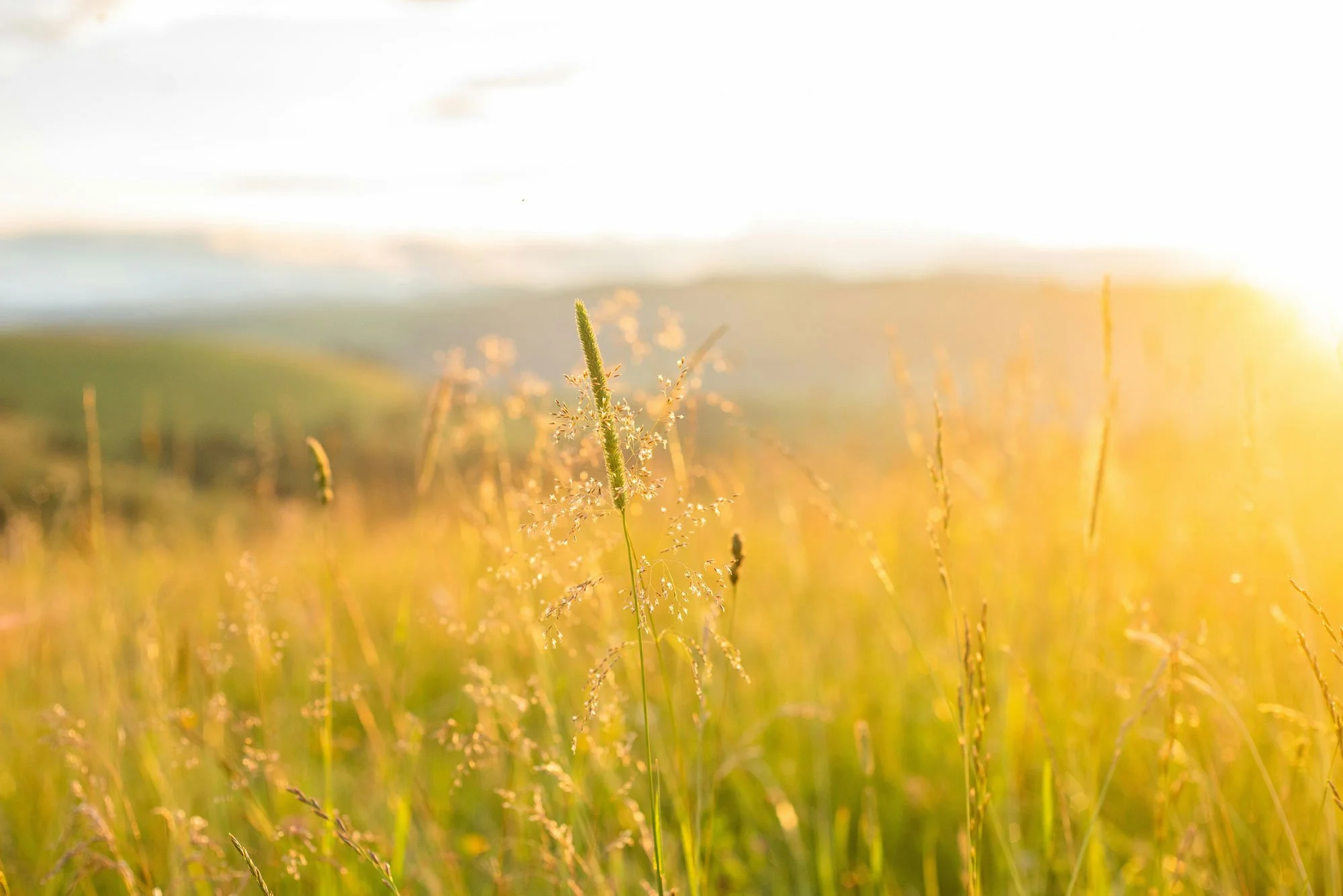 A grassy field bathed in warm sunlight, with a focus on a single tall grass stem in the foreground.