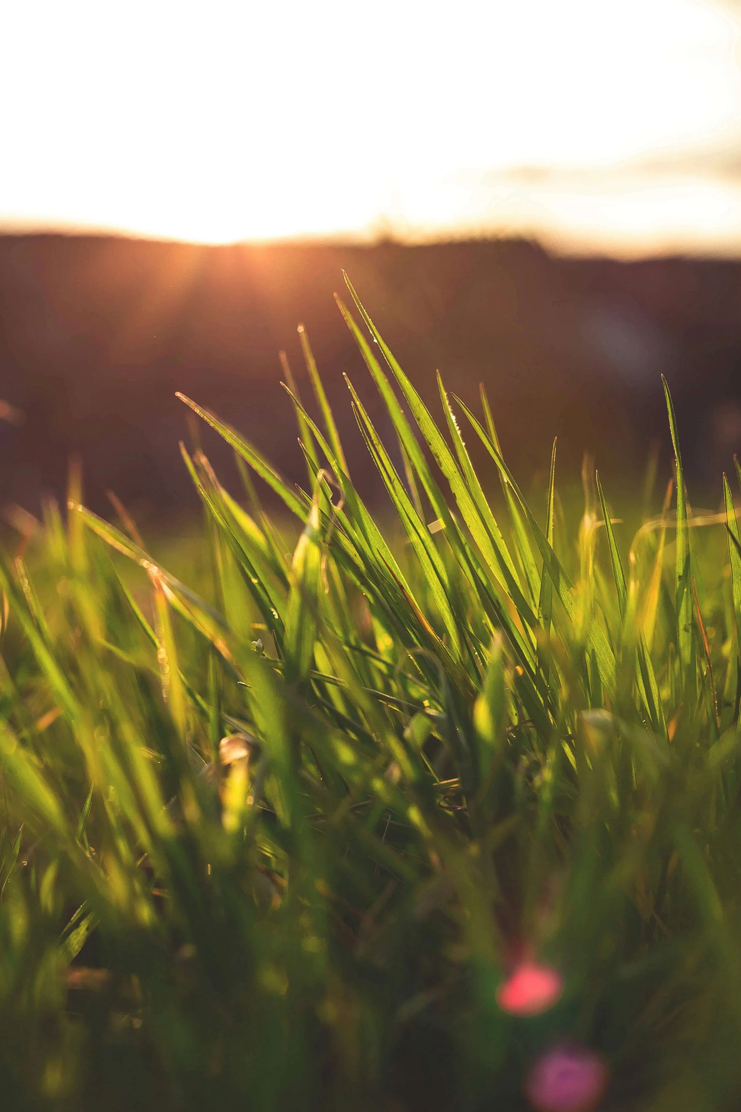 Close-up of green grass blades with sunlight in the background, during sunset or sunrise.