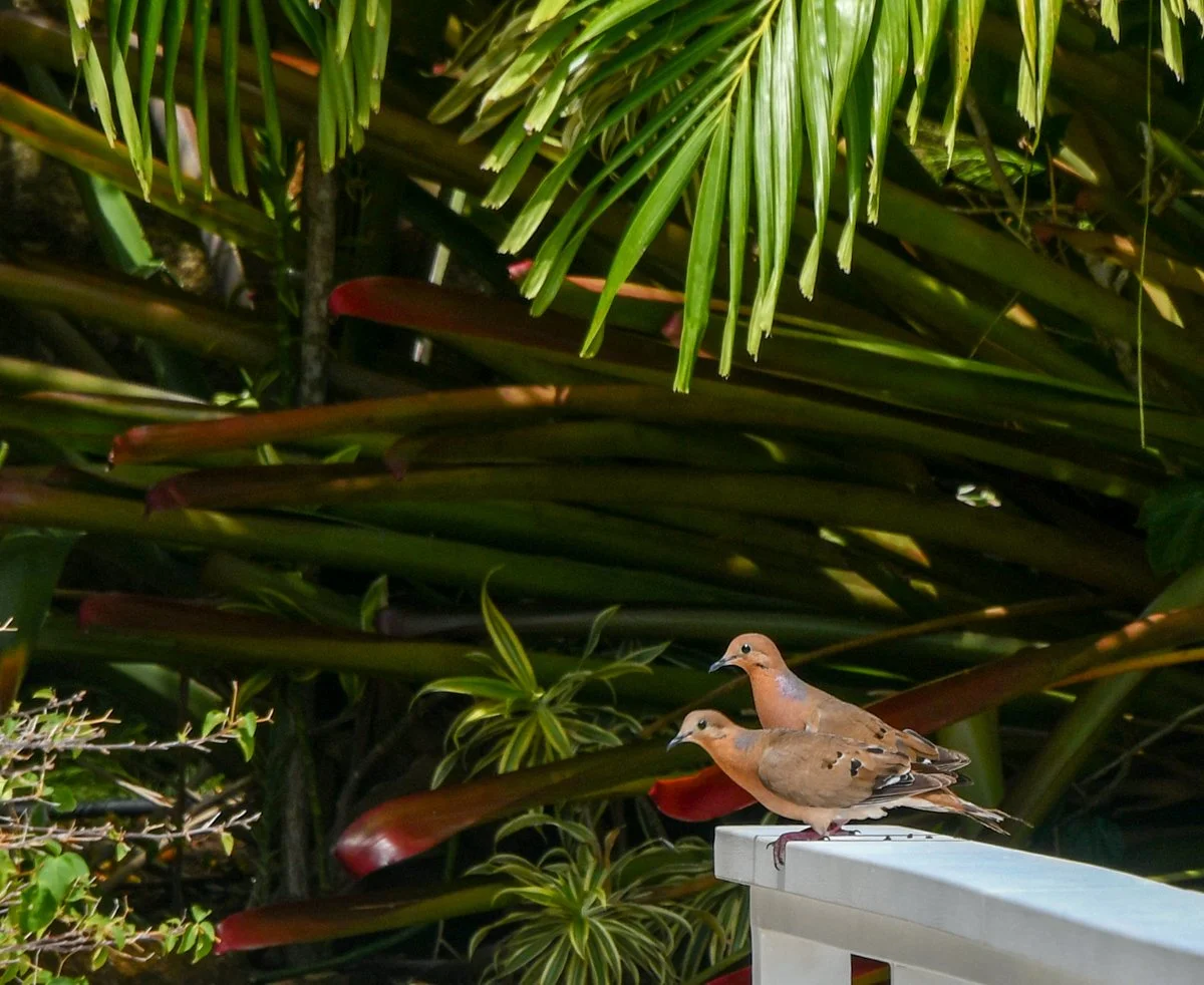 Two brown doves perched on a white ledge in front of lush green tropical plants.