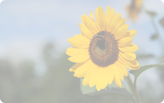 Sun Flower.png