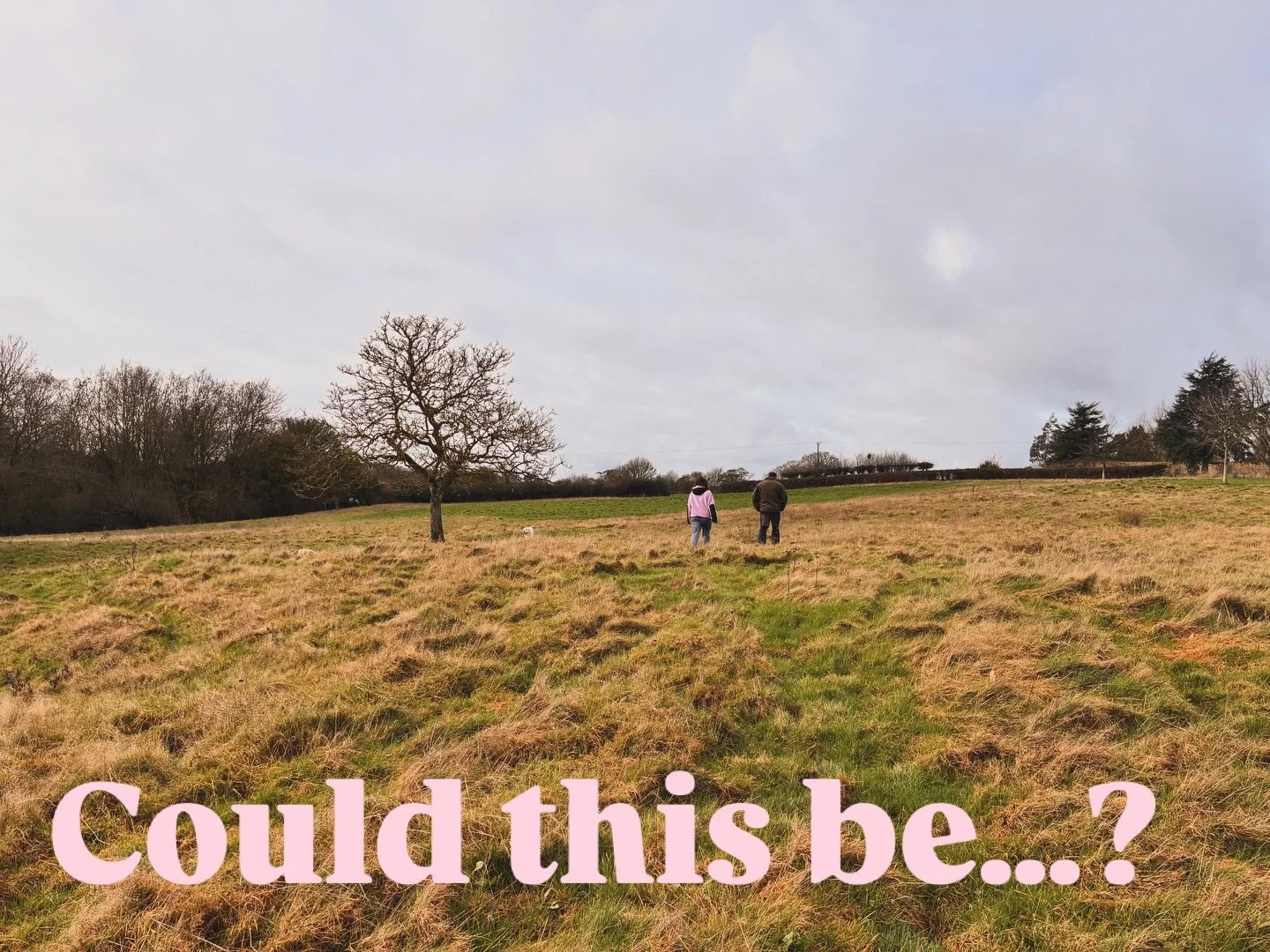 Could this be the one for Pink Moon? 🌙