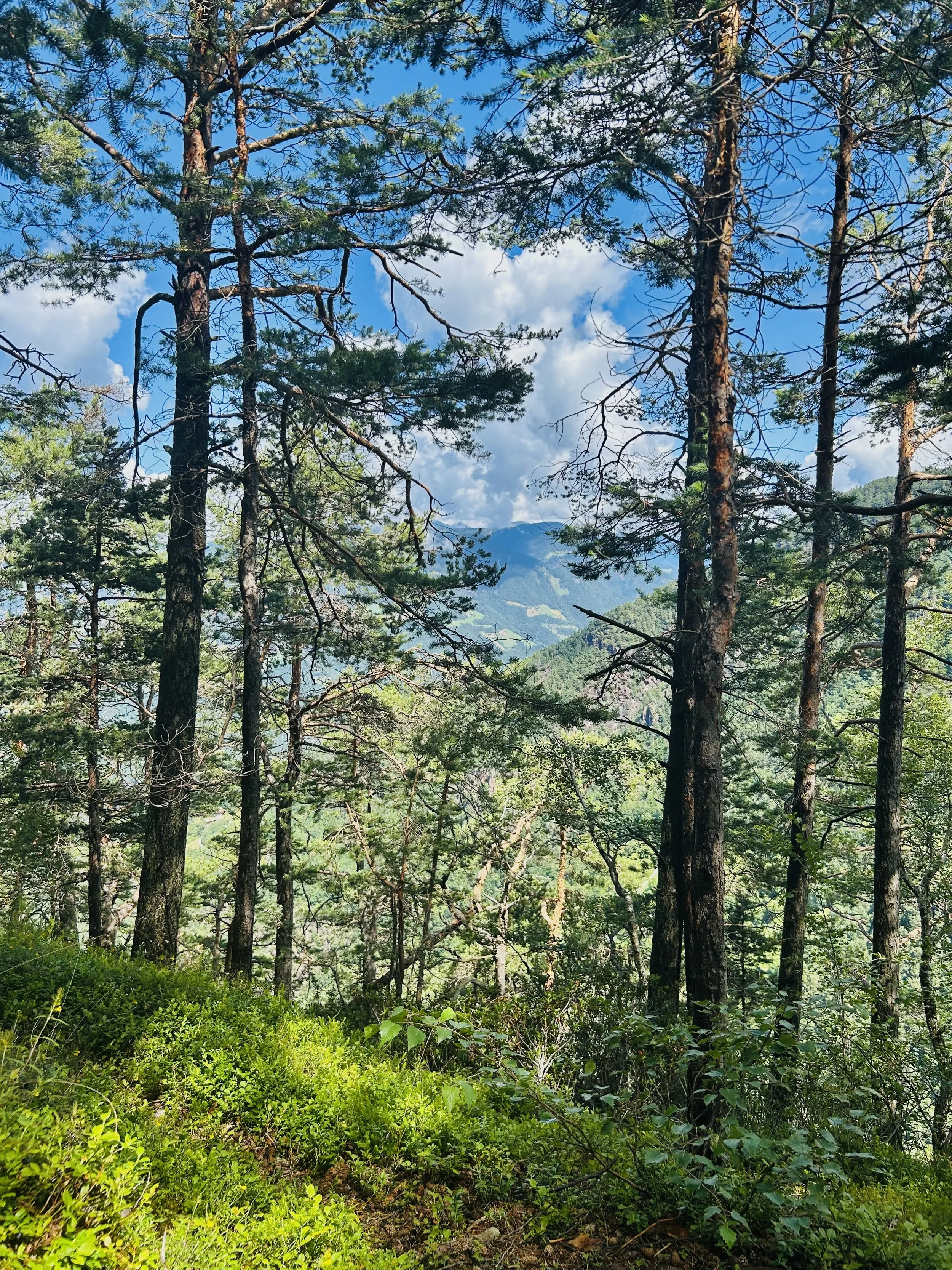 A lush, green forest with tall pine trees and dense foliage, mountain peaks visible through the trees under a partly cloudy blue sky.