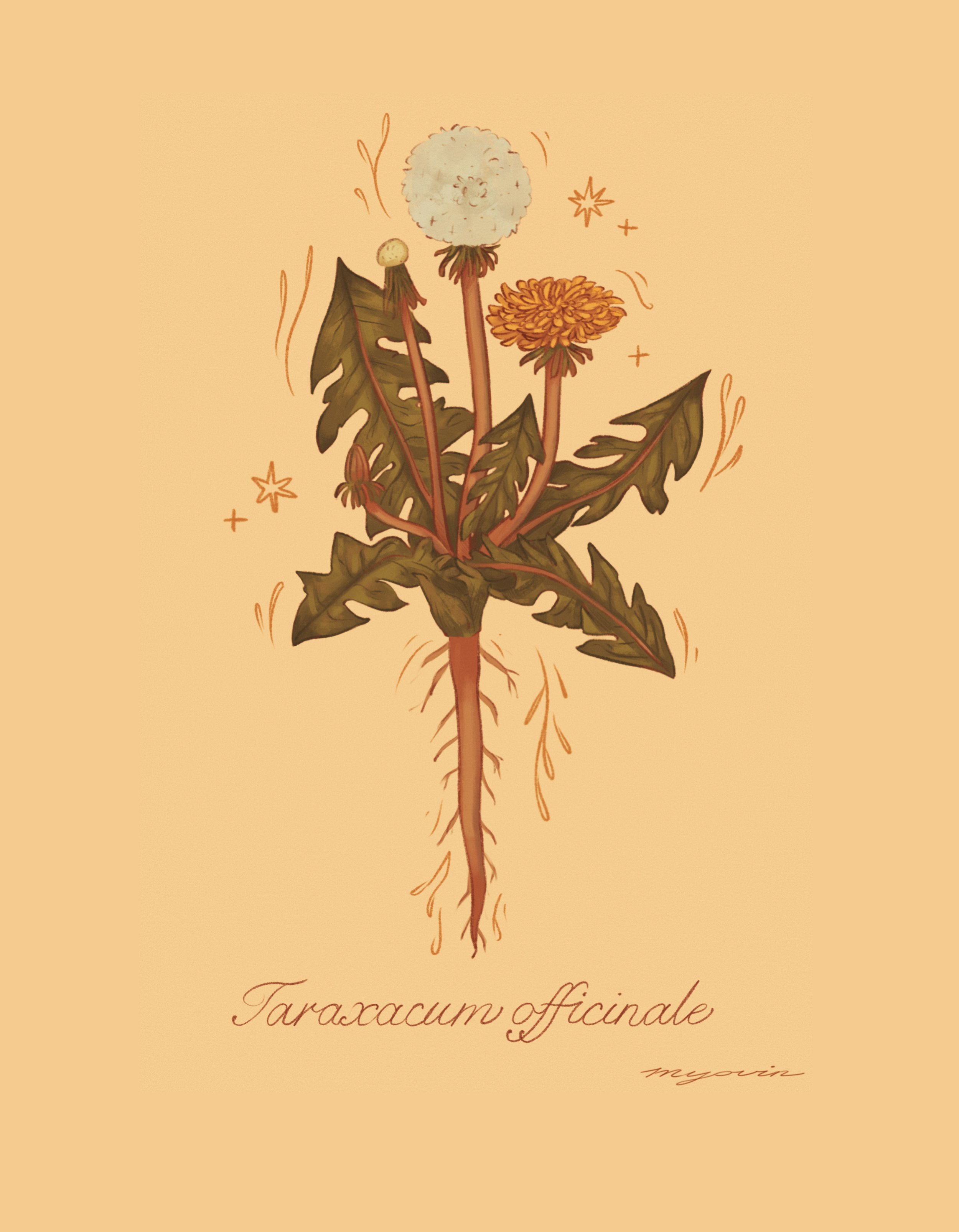 Botanical Postcard 'Dandelion'