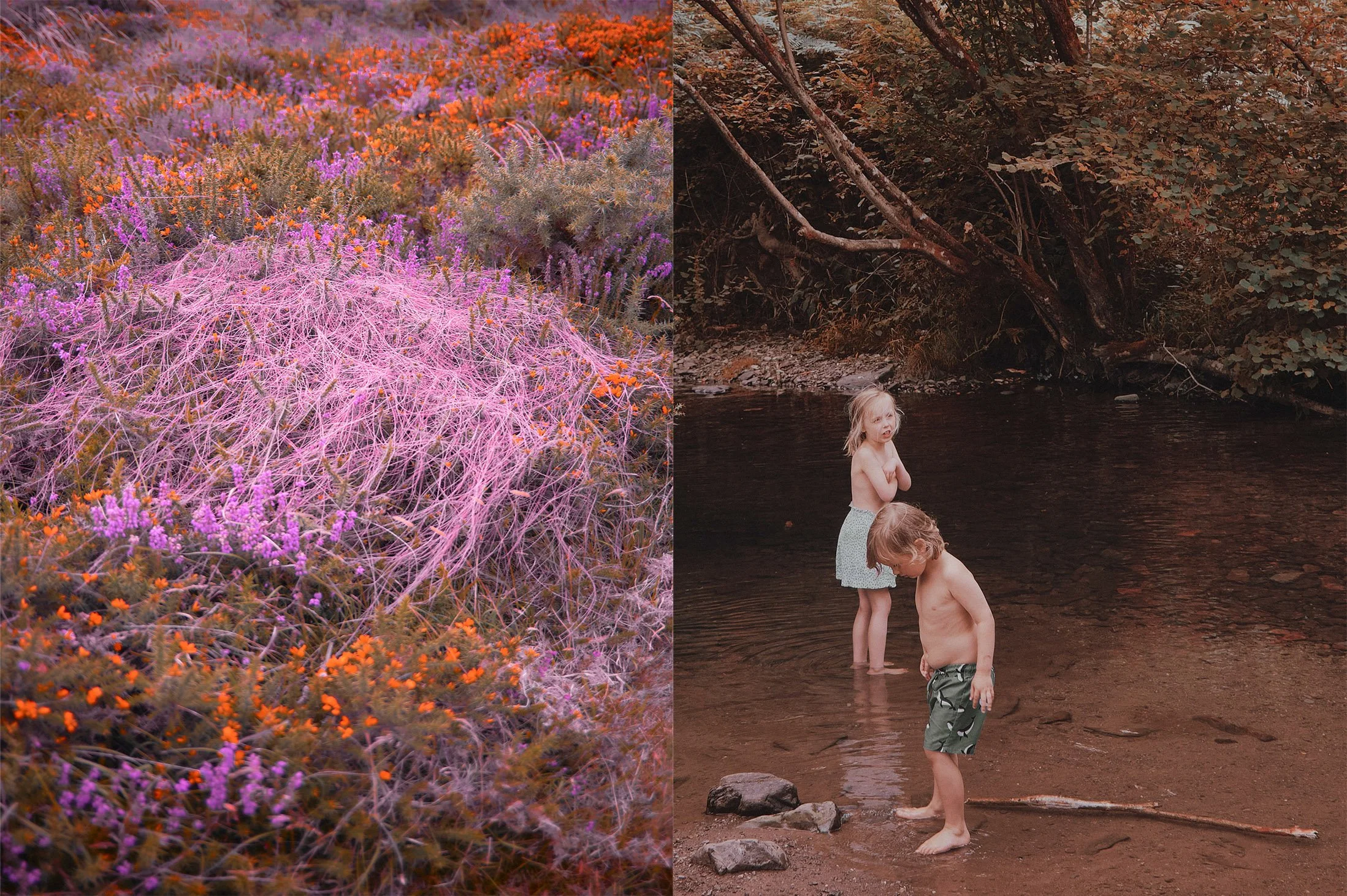 Neon grasses exmoore