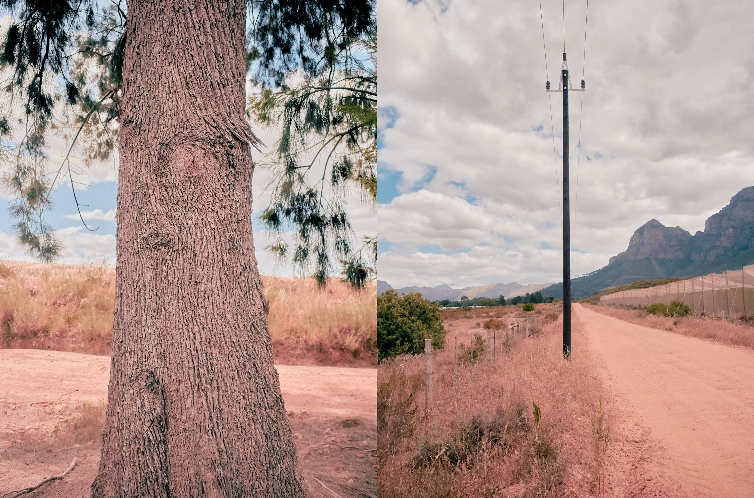 tree.jpg