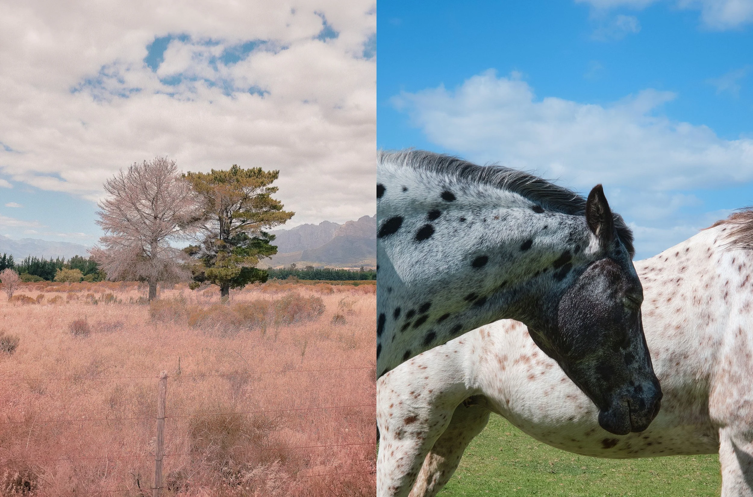 horse.jpg