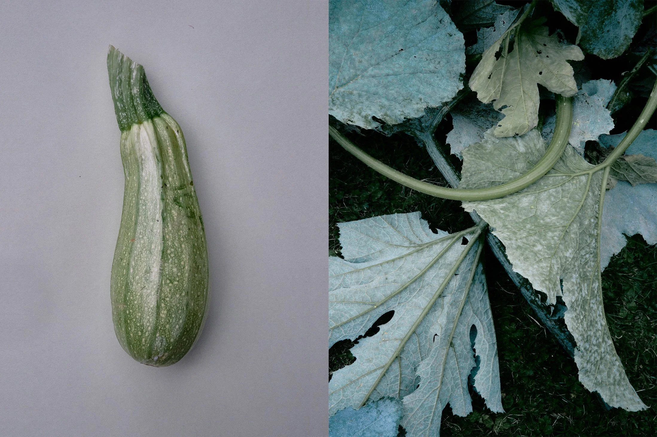 Courgettes